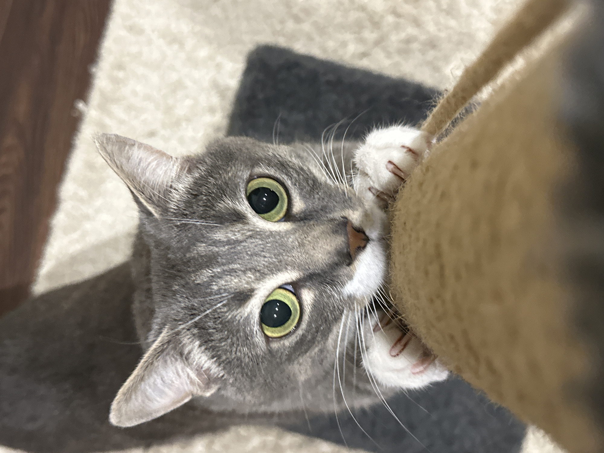 A grey tabby cat is captured from a top-down perspective, hanging upside down by its front paws from a scratching post. The cat's face is prominently featured, with large, striking green eyes looking directly at the camera. Its paws, with visible pink pads and retractable claws, grip the textured surface of the post. The background consists of a soft, beige carpet and a dark grey mat beneath the scratching post. The lighting suggests an indoor environment, possibly a home, with no specific city or location details identifiable. The overall impression is one of playful curiosity or a moment of intense focus from the feline.