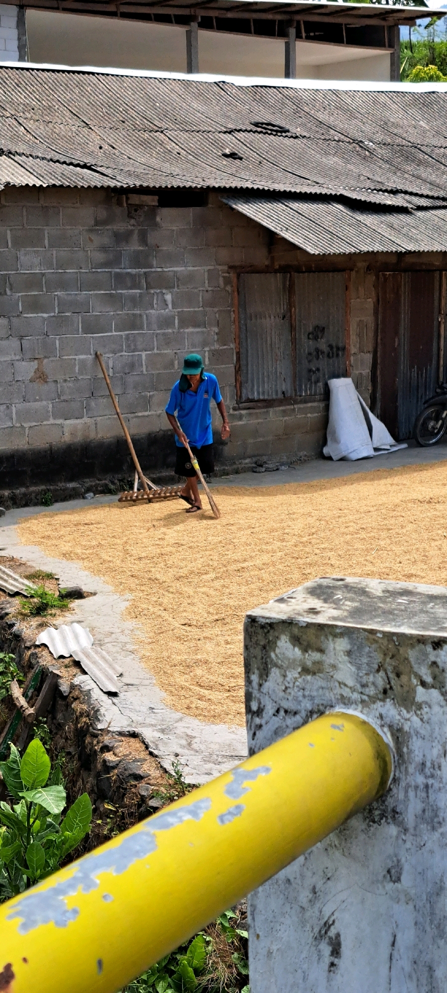 In Pandaan, Indonesia, a person wearing a blue shirt and a green hat is using a rake to spread a large pile of grains on the ground. The grains are light brown and cover a significant area. Behind the person, there is a brick wall and a corrugated metal roof. To the right of the person, there are two metal doors and a motorcycle. In the foreground, a yellow pipe is visible, attached to a concrete structure. The scene appears to be an outdoor drying area for grains.