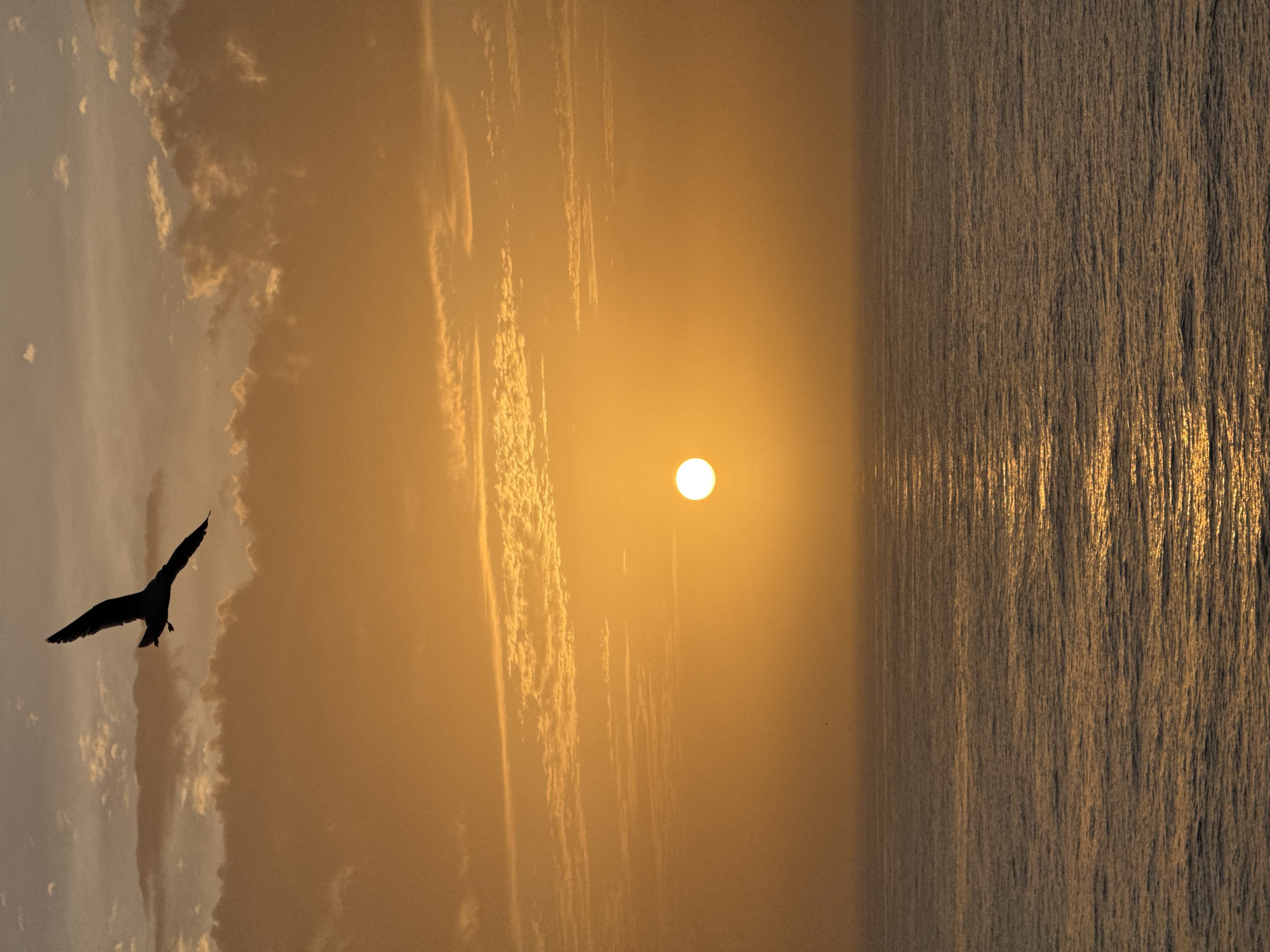 A full shot of a horizontal scenic view of a sun sitting over what appears to be the ocean. The ocean is dark and the reflection from the sun can be seen. Above the sun is the sky with faint clouds going vertically. A bird is seen in the left corner of the sky in silhouette. The location is unknown.