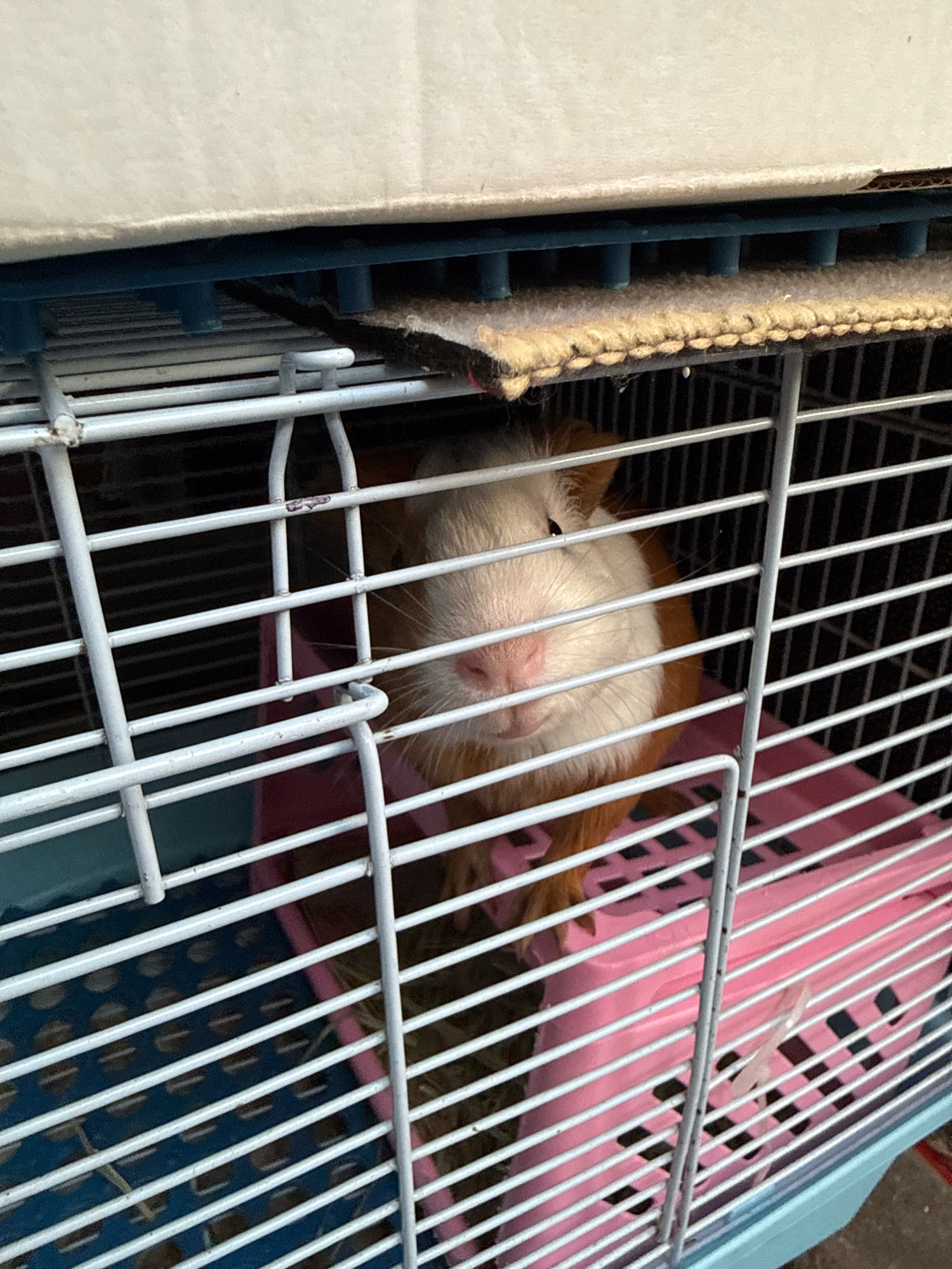 A guinea pig is visible through the white bars of a cage. The guinea pig has orange and white fur. It is looking towards the camera with its nose and mouth visible. Behind the guinea pig, a pink plastic accessory is inside the cage. The cage appears to be made of metal bars and plastic. The image does not provide any information that would indicate its location in Nha Trang, Vietnam.