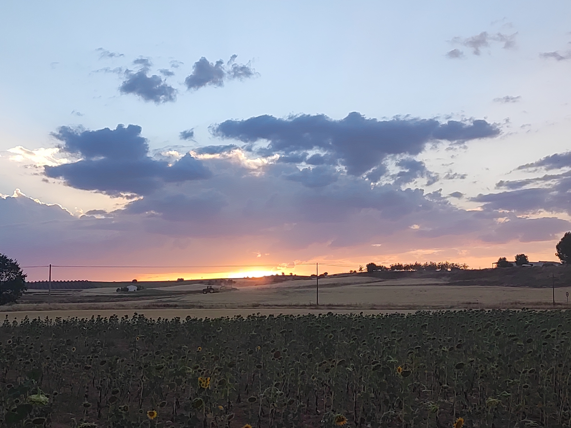 This image depicts a rural landscape at sunset in Villarejo de Fuentes, Spain. The foreground is dominated by a vast field of sunflowers, many of which have closed their heads for the evening, with a few still facing upwards. The middle ground features rolling hills and agricultural fields, with a dirt road running horizontally across the image. In the distance, a small building or farmhouse is visible on a hilltop.
Activity in the scene includes a tractor operating in one of the fields, likely engaged in agricultural work. The sky is a prominent feature, displaying a dramatic sunset with hues of orange, pink, and purple. Clouds are scattered across the sky, some illuminated by the setting sun, creating a soft, diffused light.
Notable details suggest the time of day is late afternoon or early evening, indicated by the sunset. The weather appears calm, with no strong winds suggested. The location cues, such as the sunflower field and the rural setting, are characteristic of agricultural regions. The overall emotion evoked is one of peace and tranquility, typical of a sunset in the countryside. No visible text is present in the image.