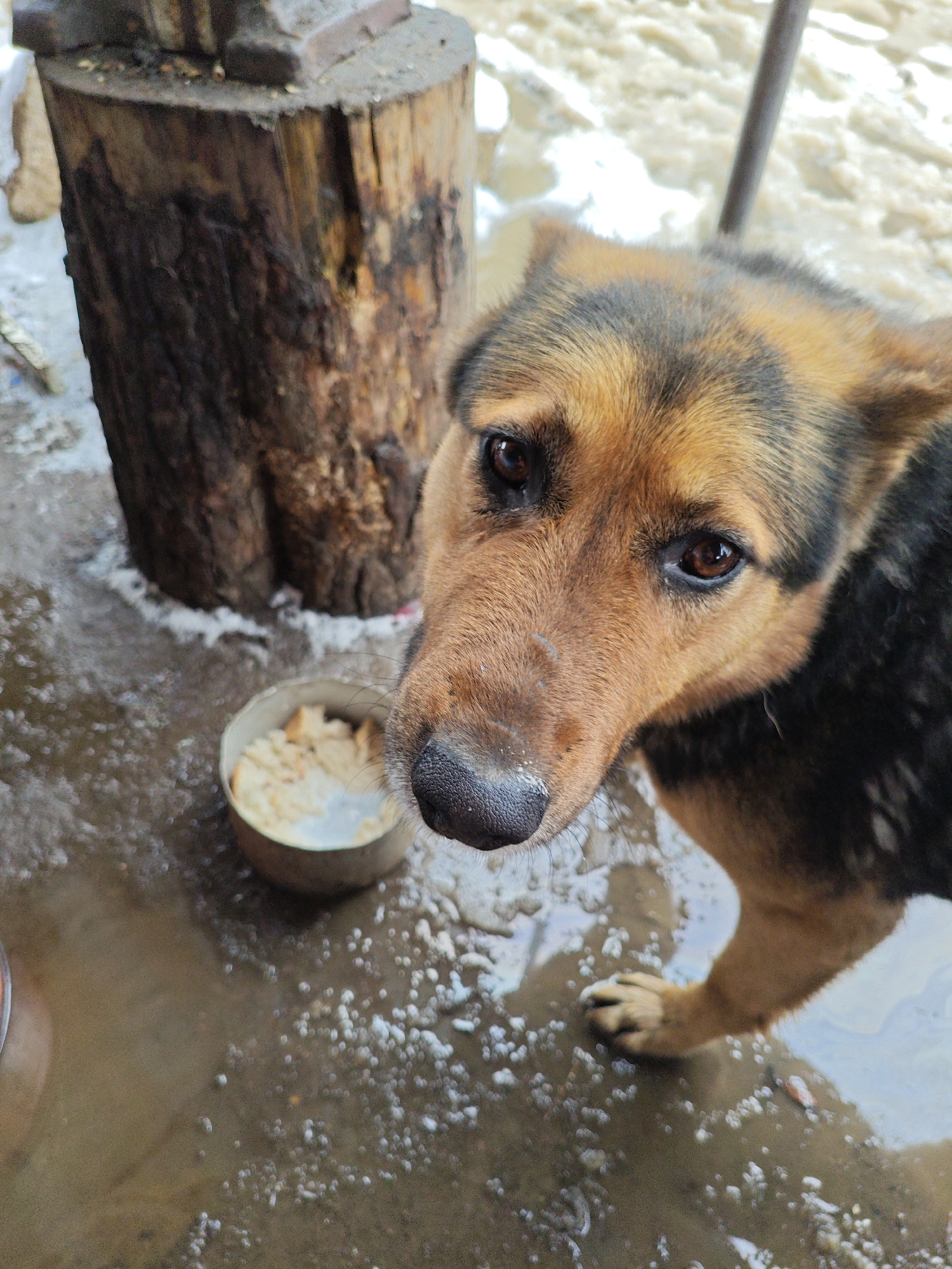 A medium-sized dog with brown and black fur stands beside a metal bowl containing food. The dog is looking directly at the camera. To the left is a tree stump with a metal object on top. The ground is wet and mottled with white debris. The background includes snow. The location is in the city of Chaikovsky, Russia.