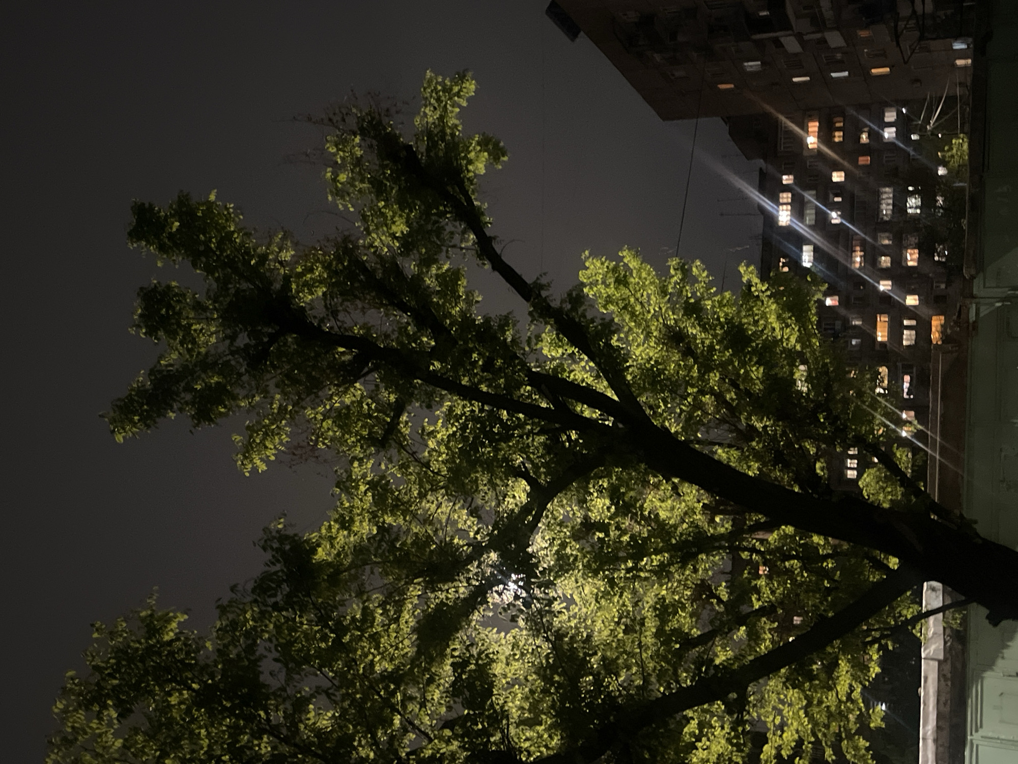 The image captures a night scene in what appears to be an urban environment. A tree with illuminated green leaves dominates the foreground, likely lit by artificial light, as a dark sky fills the background. An apartment building with numerous illuminated windows is visible in the upper right portion of the image, suggesting residential occupancy. The image is oriented at an unusual angle. There are no visible people or animals in the frame. There is no indication the image was taken in Yerevan, Armenia.