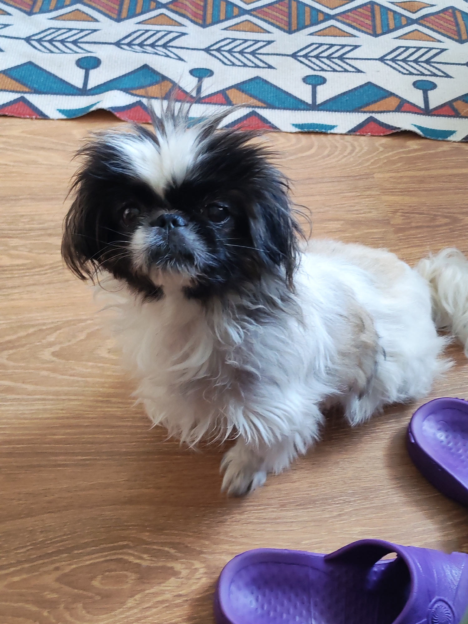 A Pekingese dog with black and white fur is sitting on a wooden floor. The dog is looking to the left of the camera. The background consists of a patterned rug with geometric designs. There are two purple flip-flops in the lower right corner of the image. There is no information that allows for the localization of this image to Izhevsk, Russia.