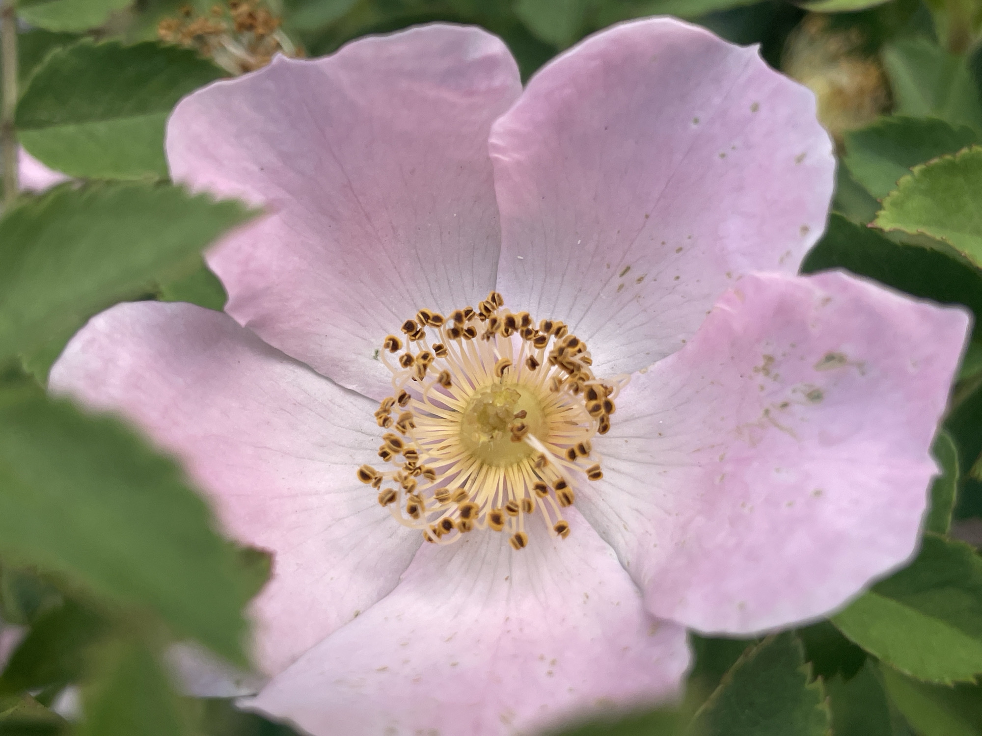 A close-up, eye-level shot captures a light pink wild rose flower in full bloom. The delicate petals exhibit subtle speckles of green and brown. The center of the flower is a vibrant yellow, surrounded by numerous brown stamens tipped with pollen. Green leaves partially obscure the flower and its surroundings. The image appears to be taken outdoors.