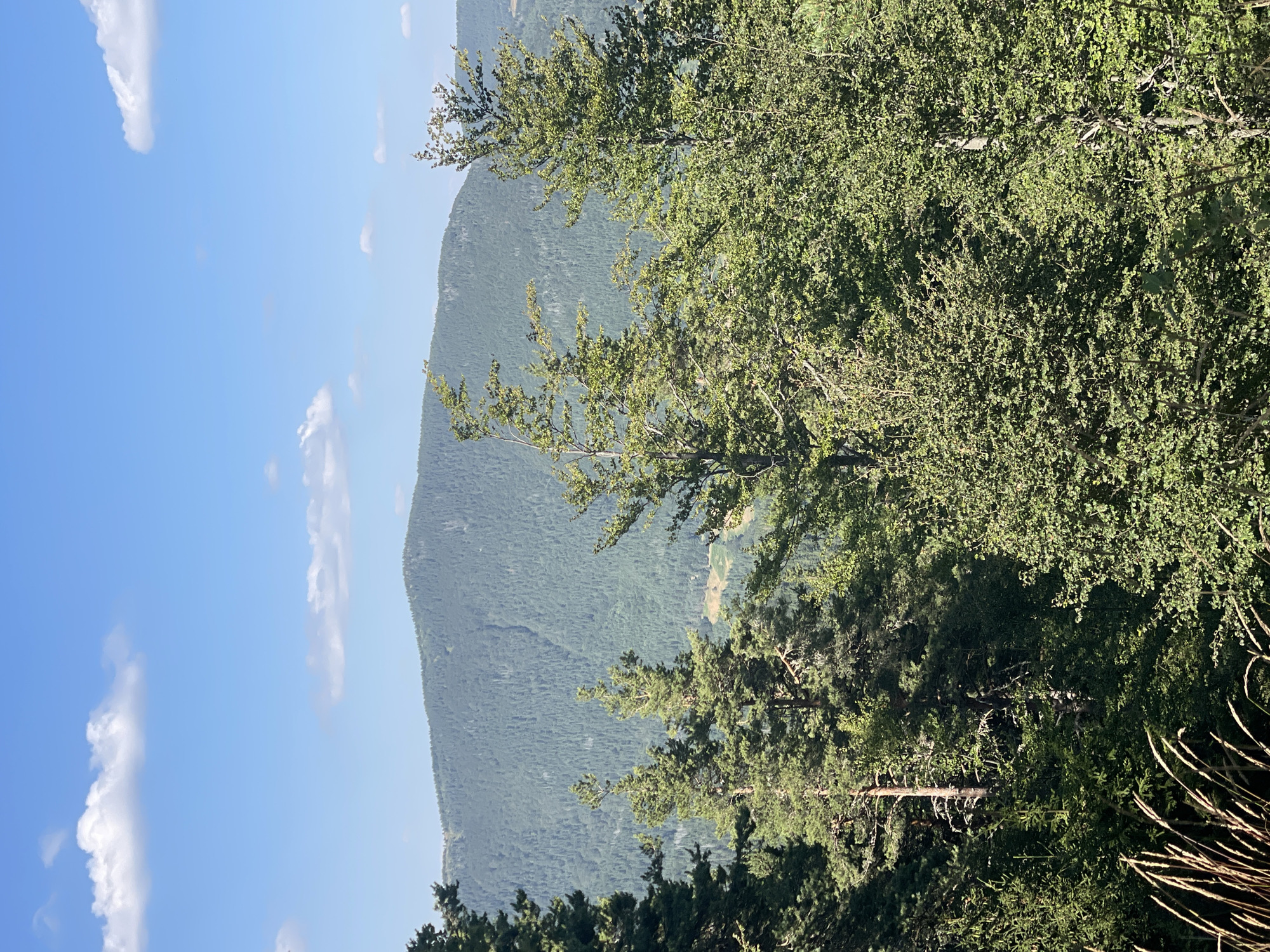 The image is a landscape photograph taken on a sunny day, likely in Bosilkovo, Bulgaria, given the context provided. The scene is dominated by a dense evergreen forest that covers a large, undulating mountain in the background. The mountain's slopes are carpeted with trees, creating a textured, green mass that stretches towards the horizon. The sky above is a vibrant blue, punctuated by scattered white, fluffy clouds. In the foreground, various trees and foliage are visible, with some of the trees having lighter green, more open canopies, suggesting a mix of species. The lighting suggests it is mid-day, with the sun casting shadows and highlighting the textures of the forest. There are no people or animals visible in the image, and the focus is solely on the natural environment. The overall impression is one of a peaceful, natural landscape.