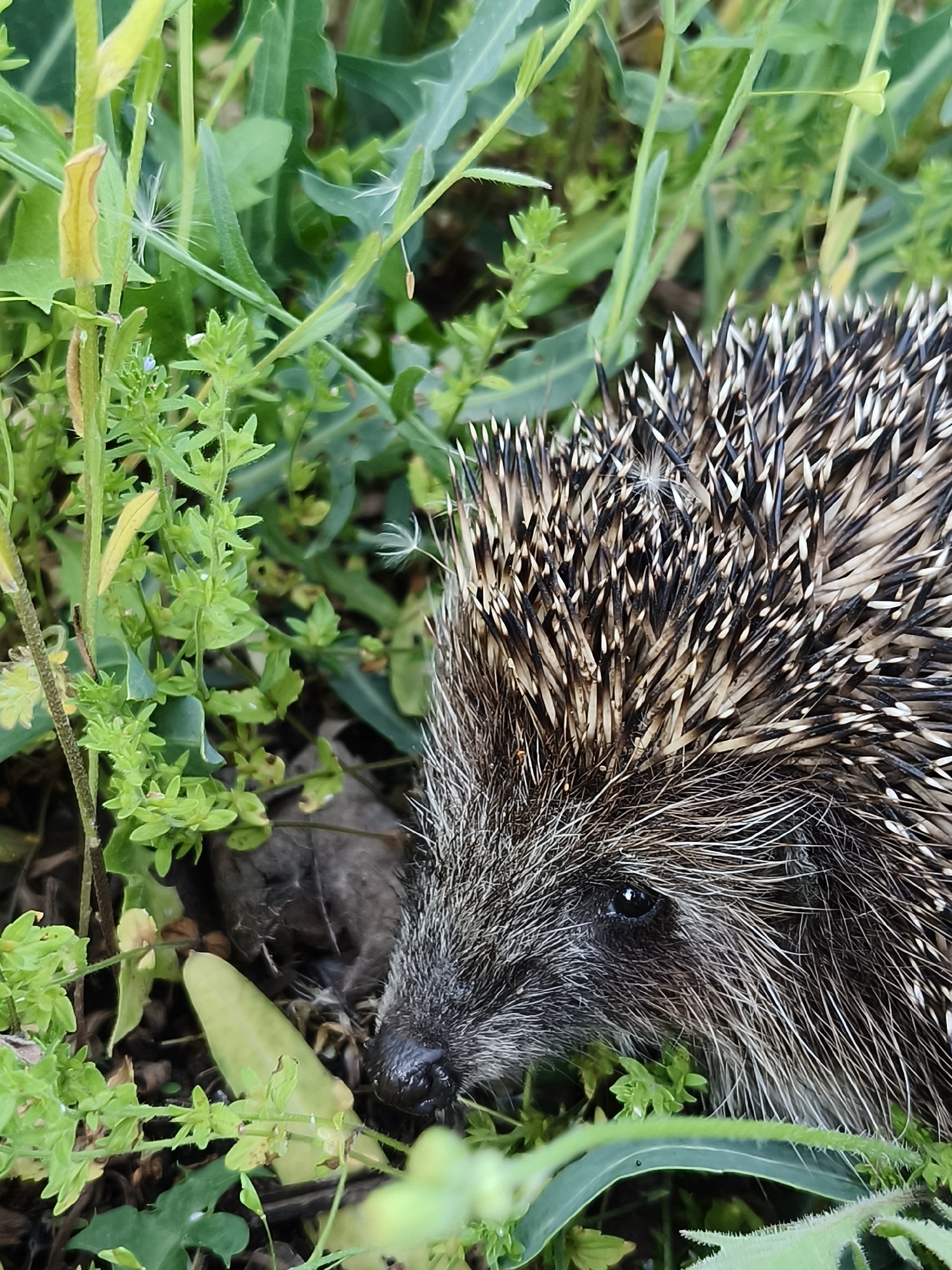 A hedgehog is visible in a close-up, ground-level shot, nestled amongst green vegetation. The hedgehog's head is in focus, showcasing its snout, eye, and fur transitioning into its prickly spines. The spines are banded with dark and light colors, providing texture. The vegetation surrounding the hedgehog consists of various green plants and grasses. The location is Kryvyi Rih, Ukraine, though specific urban identifiers are absent from the image.