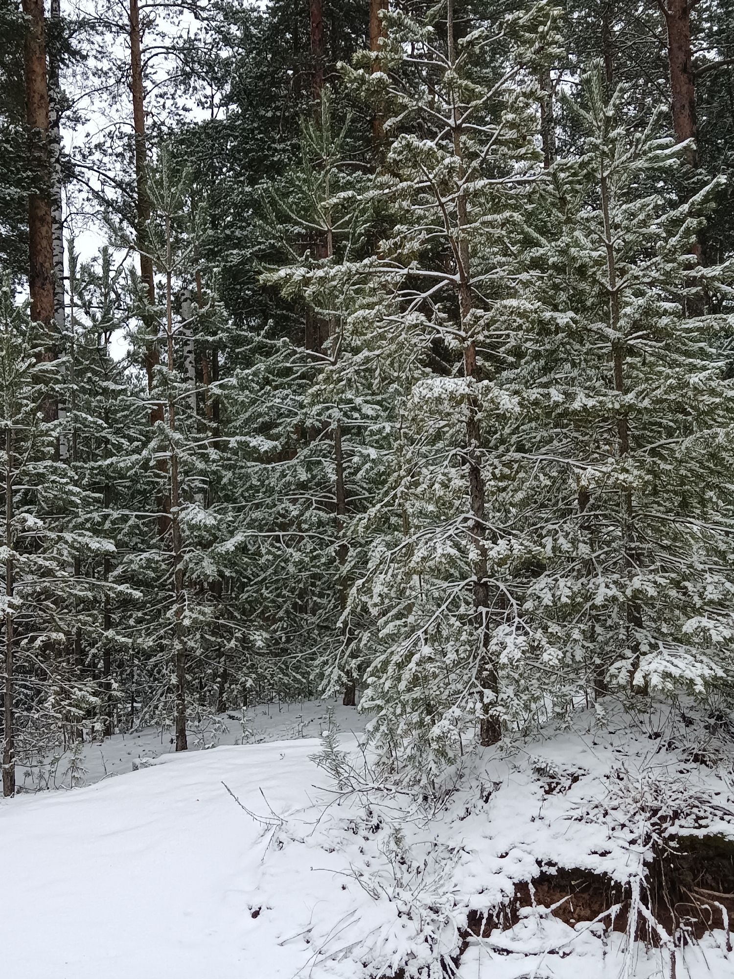 The image depicts a winter scene in a forest, presumably located in or near Noviy Urengoy, Russia, given the prompt's context. The foreground features a snow-covered ground with exposed tree roots and sparse vegetation. Several young pine trees covered with a light layer of snow stand prominently in the middle ground, intermixed with more mature trees in the background. The trees create a dense, forested environment, with snow accentuating the branches. The sky is overcast, casting a diffused light on the scene. There are no people or animals visible. The overall impression is a tranquil, snowy woodland.