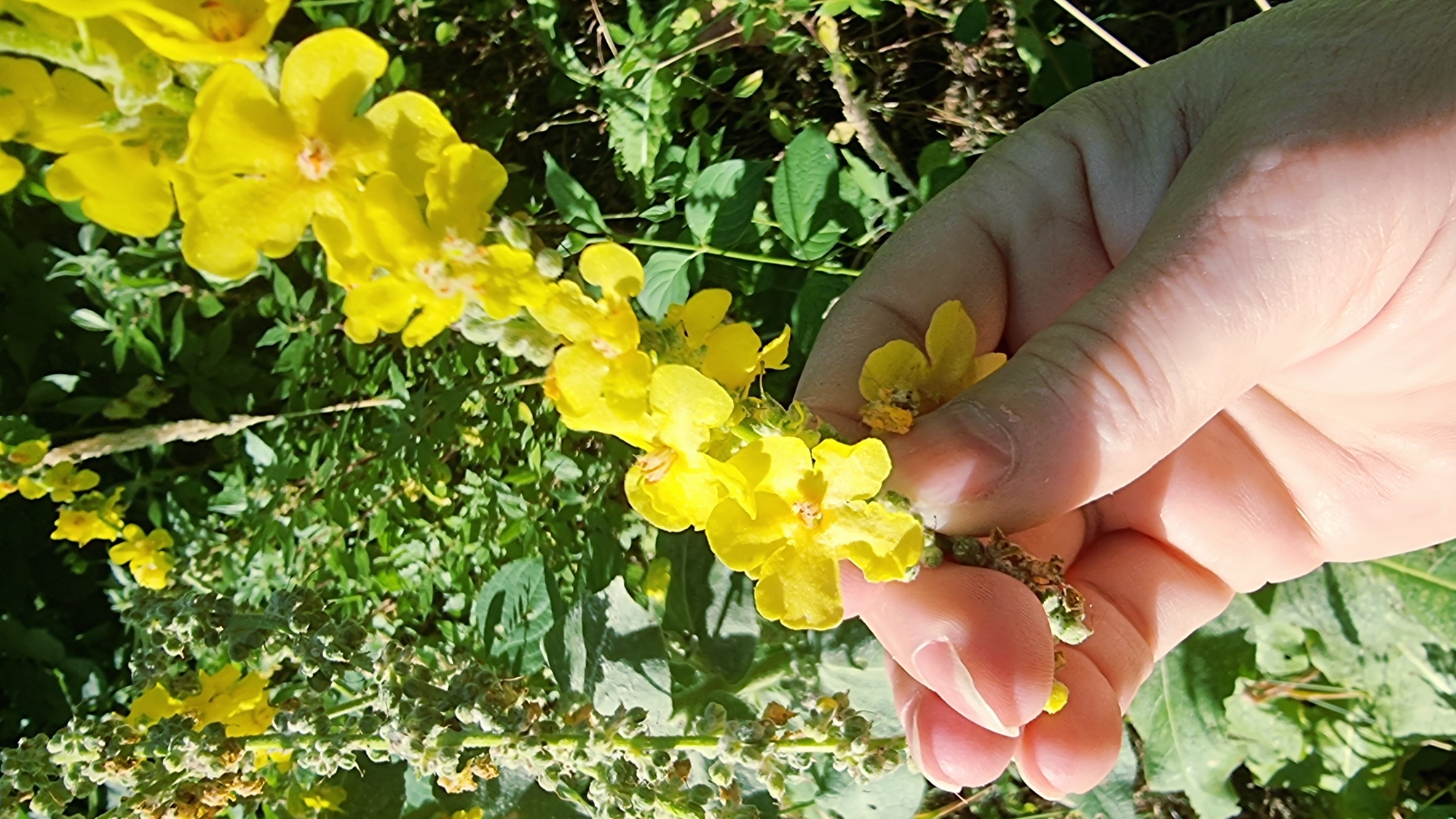 In Sant Joan les Fonts, Spain, a close-up shot captures a hand gently holding a stem of yellow flowers against a background of green foliage. The flowers are small with five petals and a lighter colored center. Some of the flowers are in bloom, while others are still in bud or have begun to wither. The hand is lightly colored with visible veins and fingernails. The sunlight casts shadows on the hand, suggesting it is outdoors.