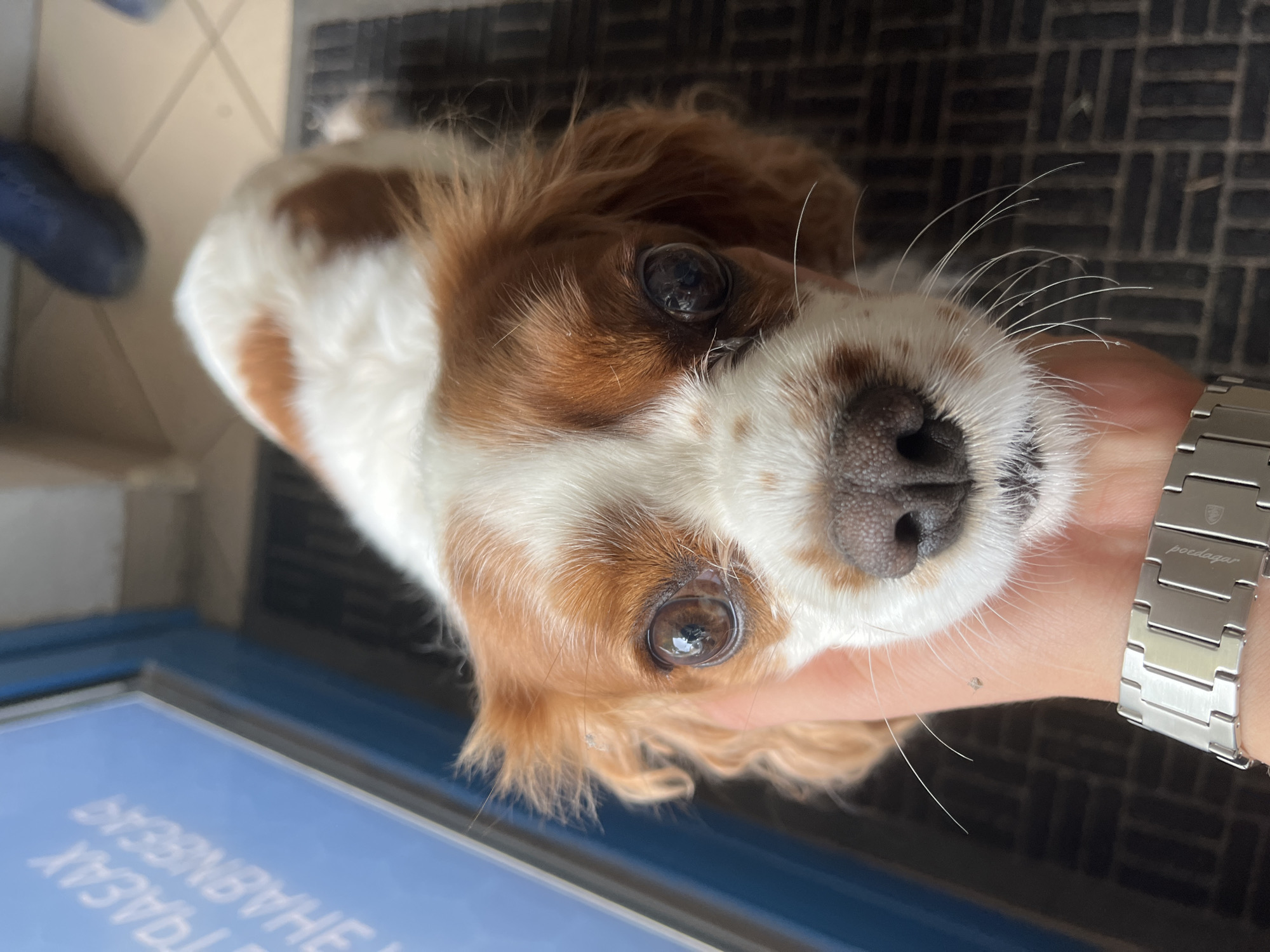 A close-up photograph features the head of a charming dog, likely a Cavalier King Charles Spaniel, with distinctive white and tan/brown fur. The dog's head is tilted to the right, looking directly into the camera with large, dark, expressive eyes and a wet black nose. Long, delicate white whiskers extend prominently from its muzzle.
A human hand, with light skin, is visible, gently supporting the dog's chin or neck. A metallic wristwatch with a silver link band is worn on the person's wrist, and the brand "POEDAGAR" is clearly engraved on its face.
The background indicates an indoor or entryway setting. Behind the dog's head, there is a dark, textured surface, resembling a doormat. To the lower left, a blue reflective surface displays white, reversed Cyrillic text. When correctly interpreted, the text reads "УВАЖАЕМЫЕ ГРАЖДАНЕ," which translates from Bulgarian to "Respected Citizens" or "Dear Citizens," suggesting a public sign.
The dog appears calm and attentive, engaging with the person taking the photograph. The bright lighting suggests it is daytime. The image captures a moment of gentle interaction in what is confirmed to be Ivailo, Bulgaria, by the Cyrillic signage.