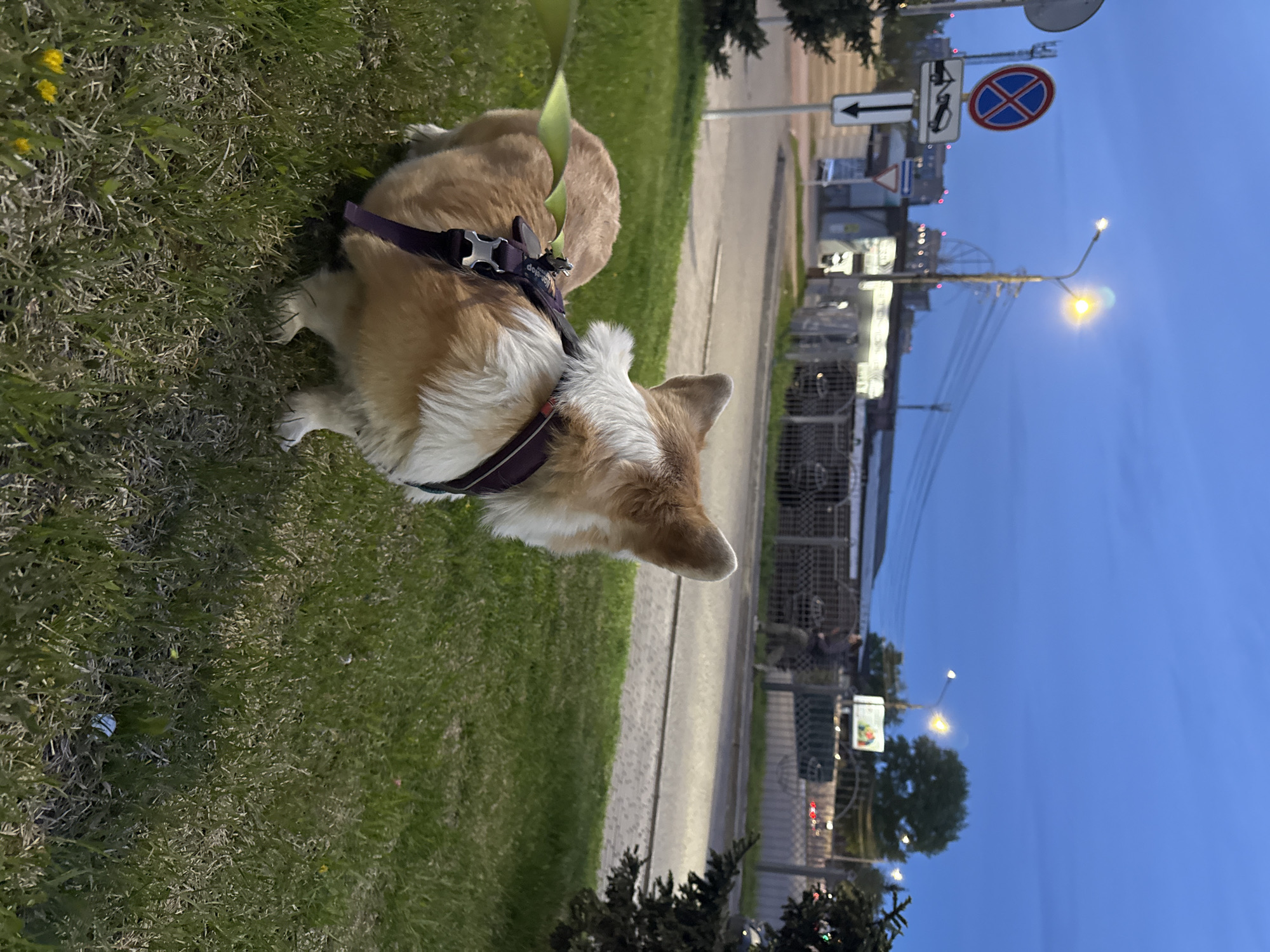 A tan and white corgi wearing a purple harness stands on the grass next to a sidewalk. A road with streetlights and traffic signs is visible. In the background are buildings and a ferris wheel. This location appears to be Krasnoyarsk, Russia based on the Ferris wheel and style of street signs.