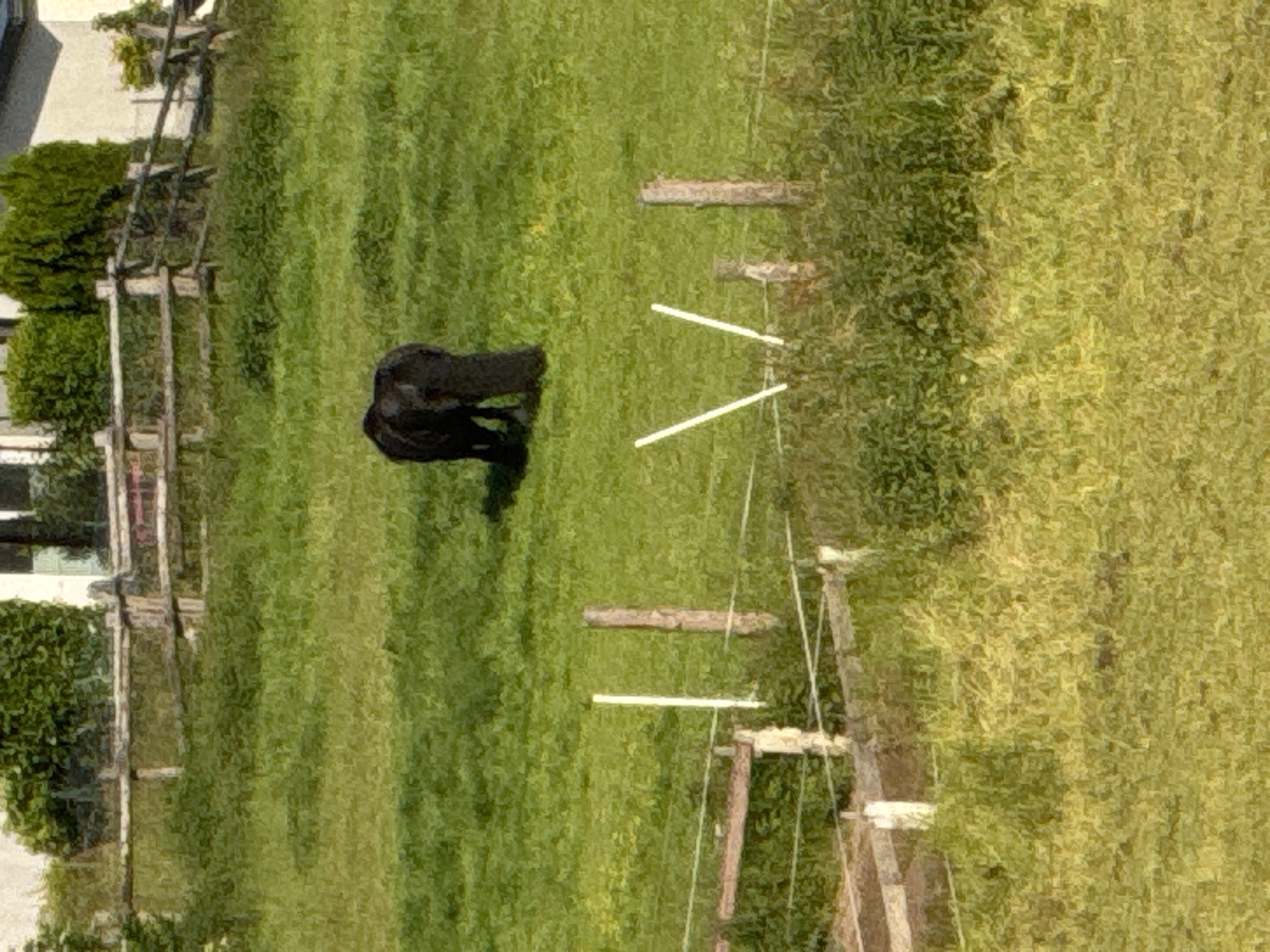 A dark-colored horse grazes in a grassy field. The horse is positioned in the center of the frame, facing away from the camera, with its head down, presumably eating grass. The field is lush green, with some patches of slightly different colored grass and shadows. In the background, there is a wooden fence with multiple horizontal rails and vertical posts. Beyond the fence, there are some trees and a building, suggesting a rural or semi-rural setting. The sky is not visible in the frame. The overall impression is a peaceful, pastoral scene. The image is taken from a slight distance, with the horse being the primary subject. The lighting suggests it is daytime, likely outdoors.