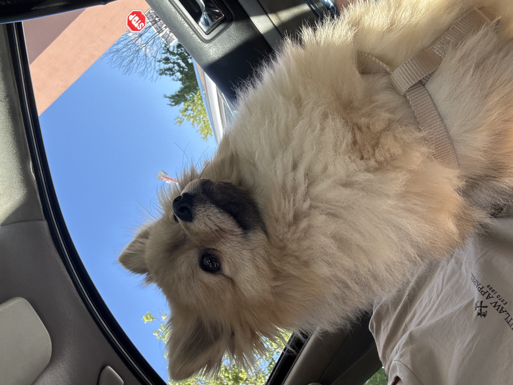 A tan Pomeranian dog wearing a gray harness is inside a car. The dog is close to the camera, looking down. Outside the car window, the sky is blue, and a stop sign is visible. The person holding the dog is wearing a tan t-shirt with the words "OUTLAW APPAREL" printed on it. It's impossible to determine if this image was taken in Plovdiv, Bulgaria, without more context.