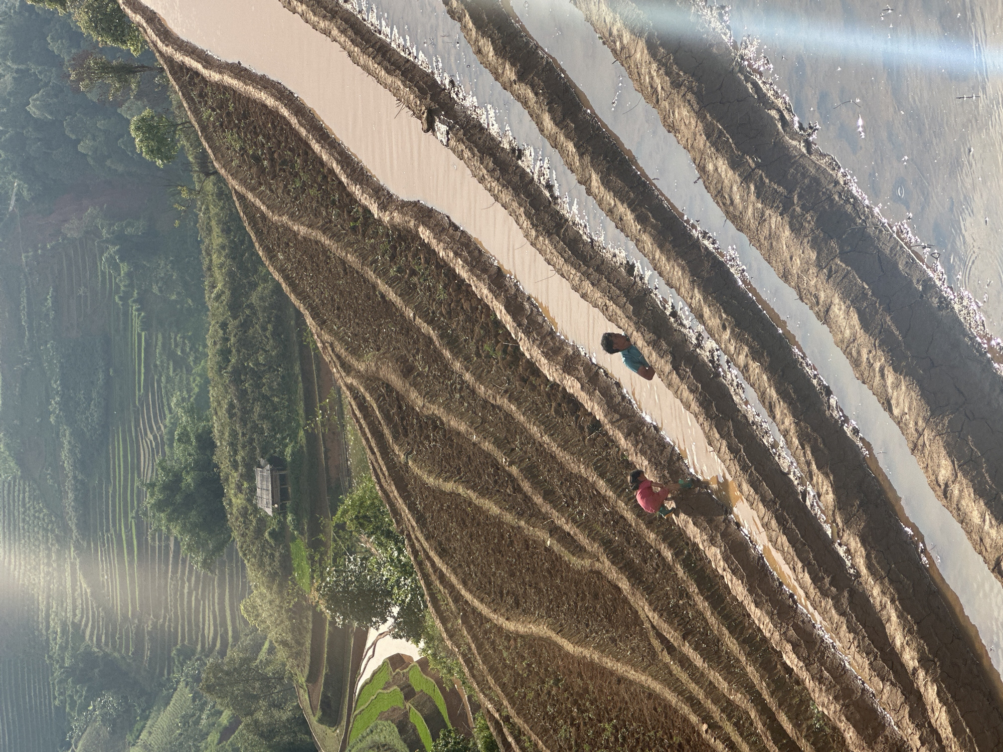 The image captures a vibrant, sunlit landscape of terraced rice paddies, characteristic of Lao Chai, Vietnam. The scene is viewed from an elevated perspective, looking down and across a series of ascending agricultural terraces.
In the foreground and mid-ground, multiple layers of terraced fields dominate the frame. Many of these paddies are filled with water, reflecting the bright sky and sunlight, creating shimmering streaks. Other sections show freshly tilled, dark brown soil. Two individuals are visible within these fields, seemingly engaged in work. One person, wearing a pink or red top, is closer to the viewer, standing in a muddy, water-filled terrace. Further up the slope, another person in a blue top is also working in the paddies.
Beyond the immediate terraces, the landscape drops into a valley before rising again with more intricate terraced fields covering the distant hillsides, which are densely covered with lush green vegetation and trees. A small, simple wooden hut is nestled among the trees on a hillside in the middle ground.
The time of day appears to be bright daylight, with clear skies, indicated by the strong sunlight and reflections on the water, as well as a prominent lens flare in the upper right of the frame. The activity taking place is likely the preparation or maintenance of rice paddies, an integral part of agricultural life in the region. There is no visible text in the image.