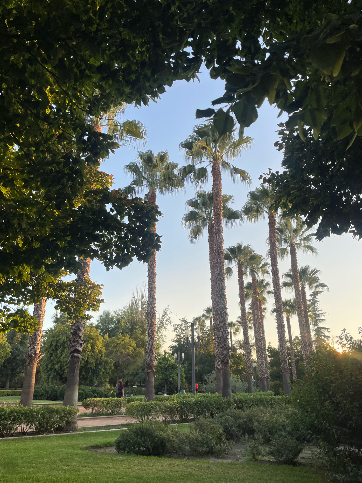 This is an outdoor, low-angle, full shot of a park with numerous palm trees. The sky is clear and pale blue, with a hint of a sunset in the upper right corner. The foreground features a manicured green lawn and low, manicured hedges. In the middle ground, several tall palm trees with rough, segmented trunks are visible, interspersed with other lush green trees. Behind them, more palm trees can be seen, creating a dense visual texture. There are two people in the middle ground: one person wearing a dark red shirt is walking away from the camera on a path between hedges, and another person in a dark top is walking further into the park. In the background, the foliage is denser, with some trees and bushes. Streetlights are also visible in the background. The overall impression is of a peaceful park scene, possibly in a warm climate given the presence of palm trees and the clear sky.