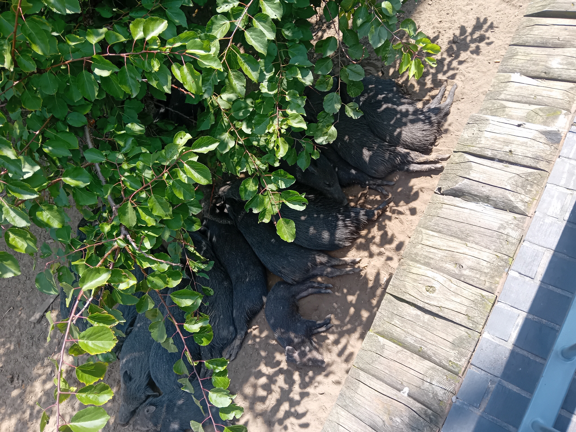 A group of dark-colored pigs are resting in the dirt under a tree. The pigs are huddled together, with some lying on their sides and others curled up. The tree has green leaves and its branches cast shadows on the ground. To the right of the pigs, there is a wooden walkway and then a paved area. The scene appears to be outdoors in an area with natural light. The location in the city of Kharkiv, Ukraine is not determinable from the image.