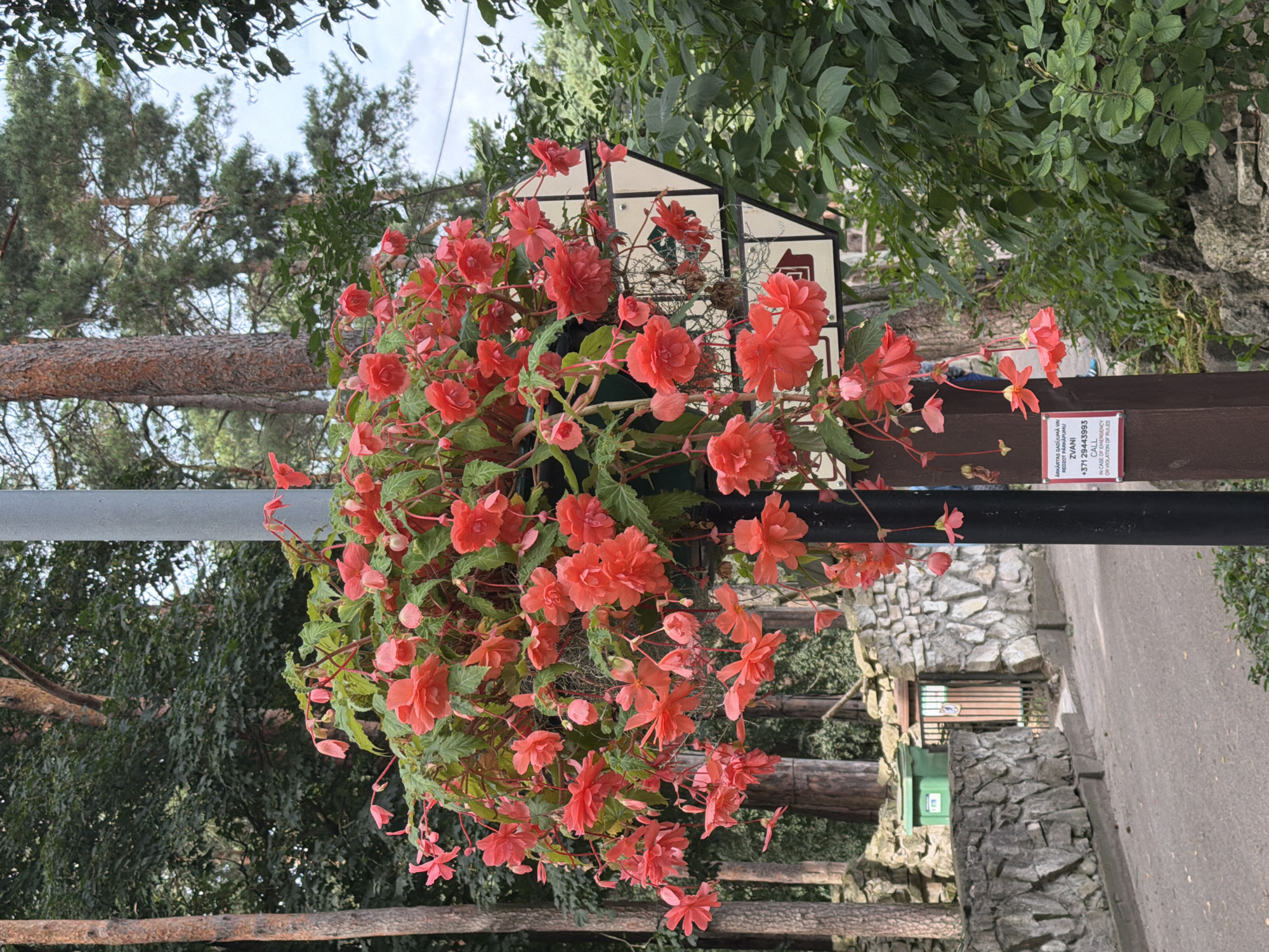 A hanging basket filled with vibrant red begonia flowers is suspended from a gray pole in an outdoor setting. The basket is lush and overflowing with blossoms and green foliage, with some flowers trailing downwards. Behind the flowers, a signpost with two directional signs is visible. The background features trees with rough bark and lush green leaves, suggesting a park or wooded area. In the lower left, a stone wall and a green recycling bin are present. A paved pathway runs diagonally from the lower left to the middle of the image. A small, weathered sign with text and numbers is attached to the pole below the hanging basket. The overall scene appears to be a well-maintained outdoor public space.