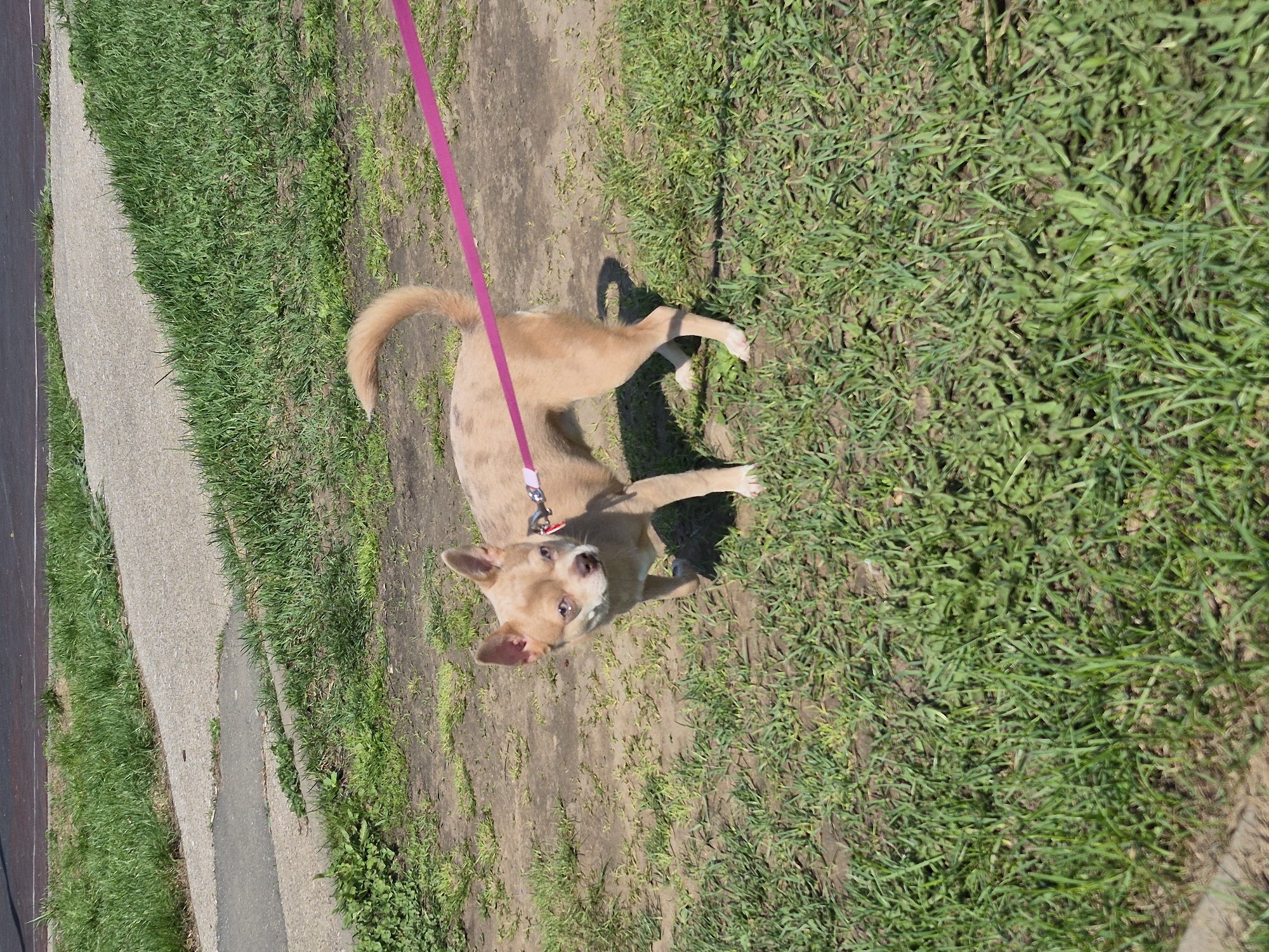 A tan dog with speckled markings stands on a dirt and grass patch next to a sidewalk. The dog is attached to a pink leash. The location is likely outdoors near a residential or public area, with vegetation present. The city is not discernible from this image.