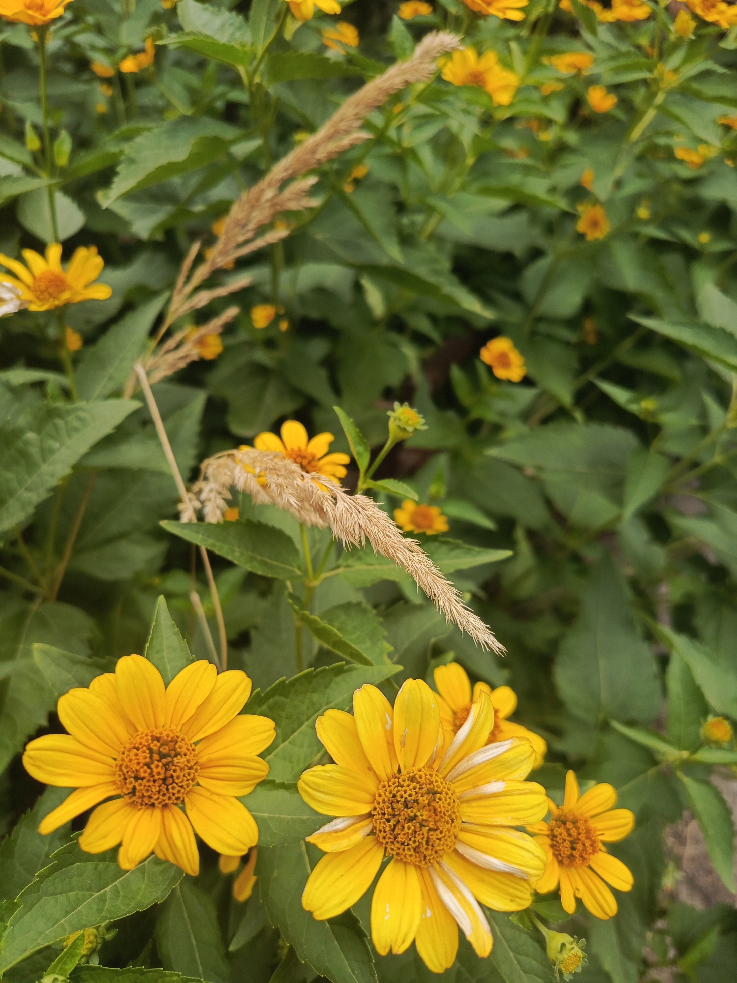 A medium close-up shot displays a dense patch of yellow flowers and green foliage. The flowers are small with bright yellow petals and orange-brown centers. Some have a slightly wilted or damaged appearance, with white streaks on a few petals. A stalk of dry, light-brown grass with a feathery tip extends diagonally from the upper left towards the center of the frame. The background is filled with more green leaves and out-of-focus yellow flowers, creating a shallow depth of field that emphasizes the foreground subjects. The scene appears to be outdoors in natural light, suggesting a garden or a park. The location is unknown.