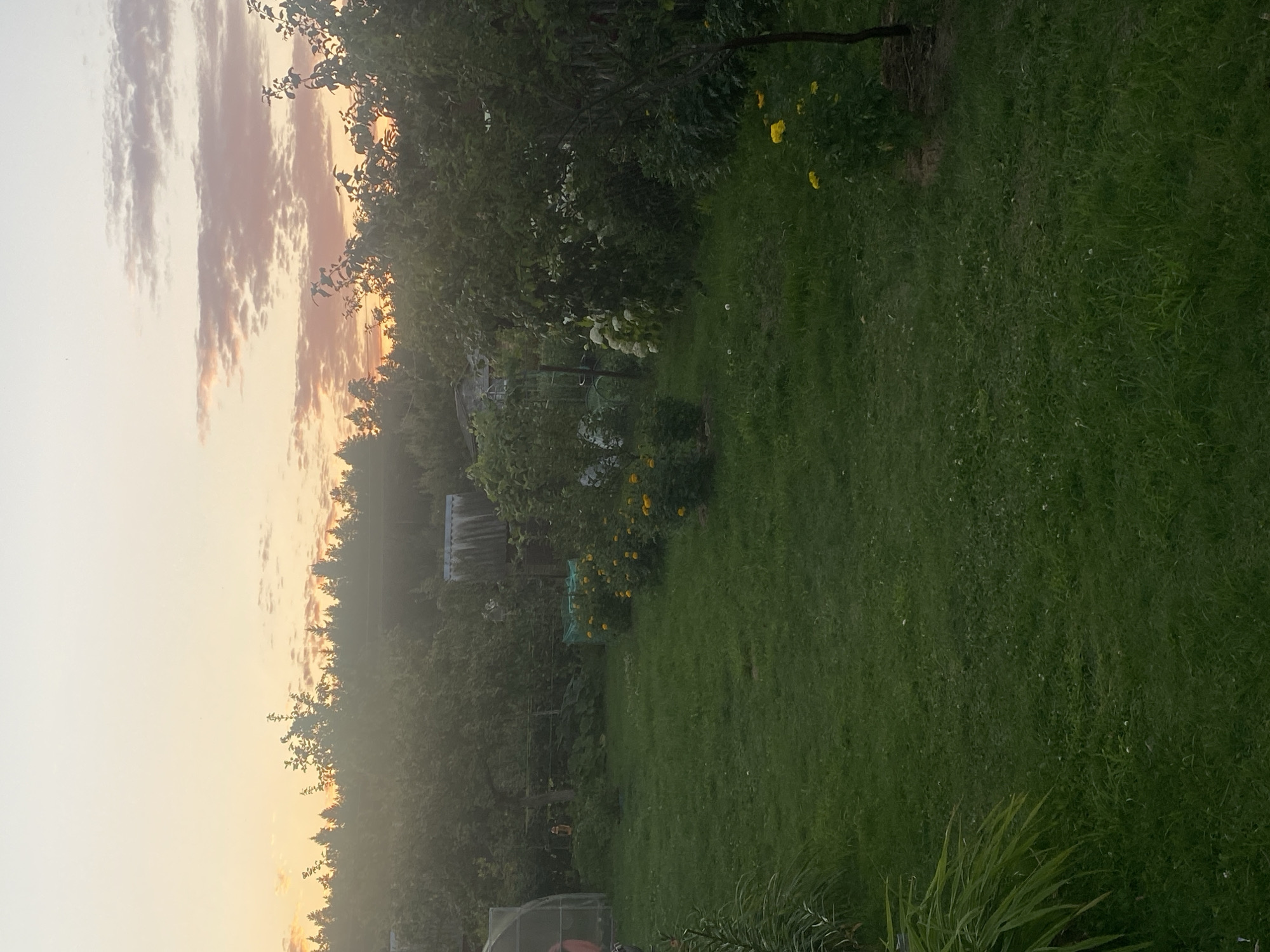 The image depicts a backyard scene at dusk, likely in Krupki, Belarus. A well-maintained green lawn dominates the foreground, with a line of yellow marigold flowers visible in the mid-ground. To the right, a small tree with yellow flowers stands. In the background, dense trees form a line against a pale orange and pink sky, suggesting sunset. Elements of a rural or suburban property are present, including what appears to be a greenhouse on the left and some fencing and structures scattered amongst the greenery. The overall impression is one of a peaceful, domestic outdoor space. There are no people or animals visible in the image.