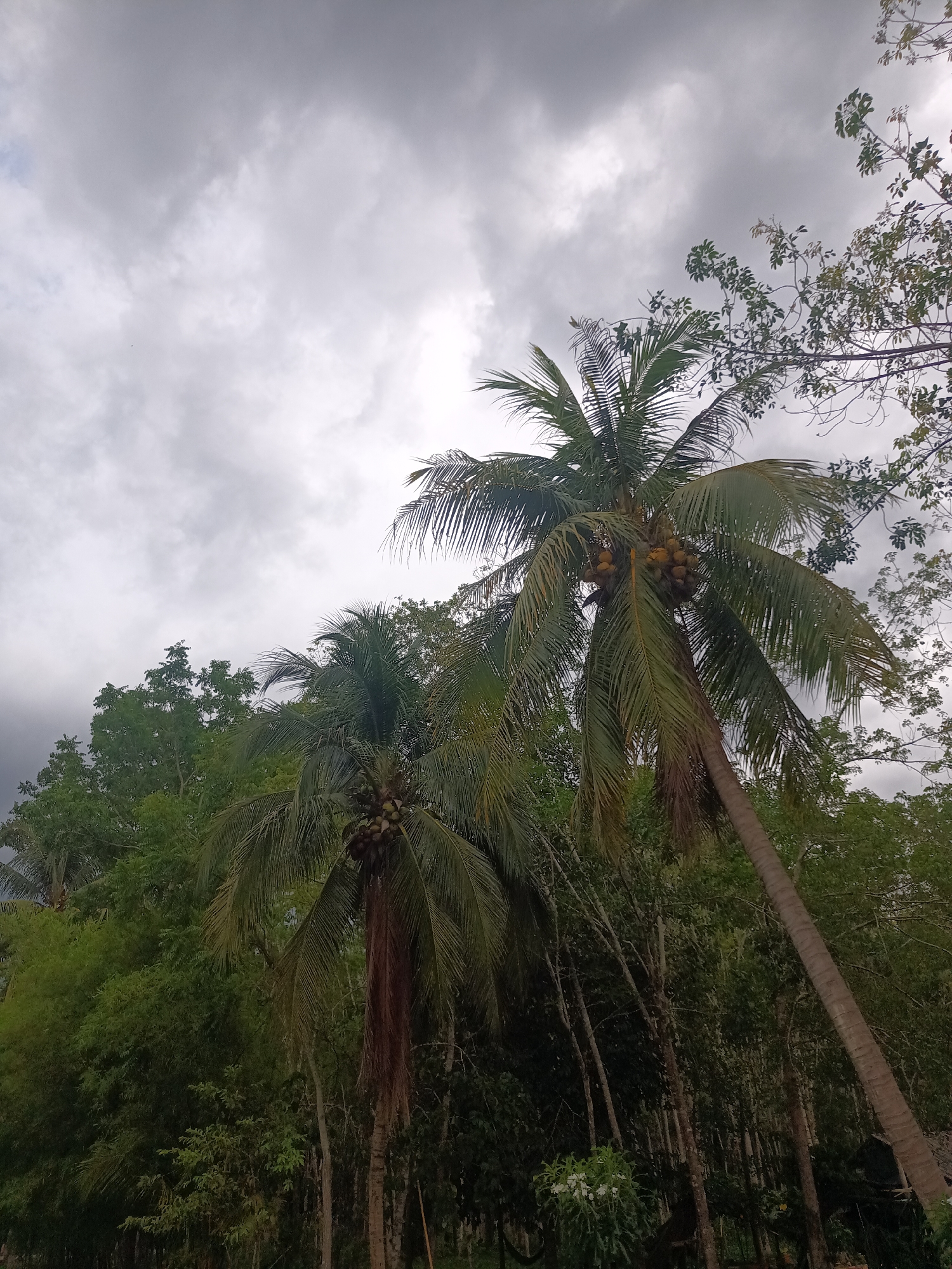 The image depicts a cloudy day in Pak Phraek, Thailand, dominated by tropical vegetation. Two prominent coconut palm trees laden with coconuts are visible, surrounded by other trees and foliage. The sky is overcast with gray clouds, suggesting impending rain or a stormy weather pattern. The general impression is of a lush, humid environment typical of the region. No people or signs of human activity beyond the presence of trees are evident.