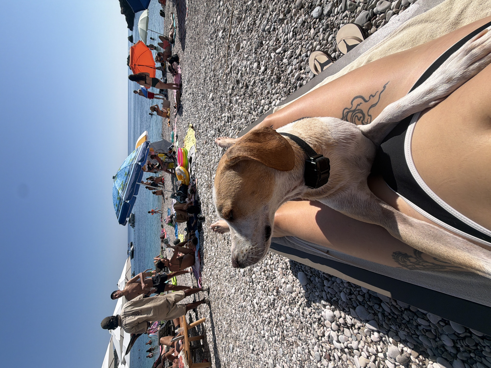 An outdoor, eye-level, medium shot captures a dog's head and forelegs resting on a person's lap on a pebble beach in Drobnići, Montenegro. The dog, a light brown and white mixed breed wearing a black collar, is facing left and looking away from the camera. The person's legs, partially visible, are crossed. A black and white swimsuit bottom and a tattoo of a cloud design on the left thigh are discernible. The person is lying on a beach lounger covered with a striped towel.
In the background, a lively beach scene unfolds under a clear blue sky. Numerous beach umbrellas, in various colors including white, blue, and orange, provide shade. People are scattered across the pebbled shore, some sitting on towels, others standing or walking. The calm, blue sea stretches to the horizon, with a few boats visible. The overall atmosphere is one of relaxation and leisure on a sunny day.