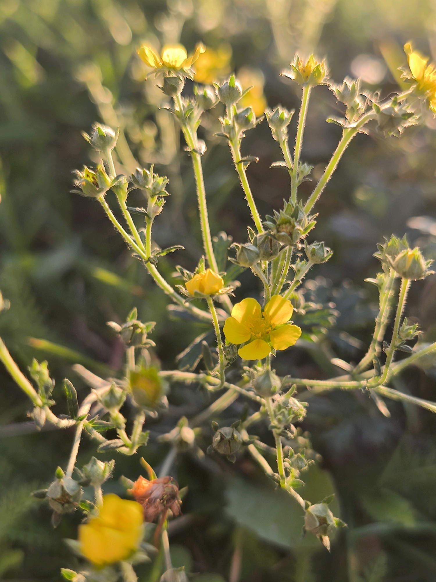 A close-up, vertically oriented photograph captures a cluster of small yellow flowers and buds against a blurred background of green foliage and soft, out-of-focus bokeh lights. The flowers are delicate, with five petals each, and their stamens are visible in the center. The stems and buds are covered in fine, translucent hairs, giving them a fuzzy appearance. Sunlight illuminates the scene, creating a warm glow and highlighting the translucent quality of the petals. The overall impression is one of natural beauty and gentle light. The specific location within the city of Mahilyow, Belarus, is not discernible from the image itself; it depicts a natural outdoor setting, likely a garden, park, or wild area. There are no people or discernible human activity present in the photograph.