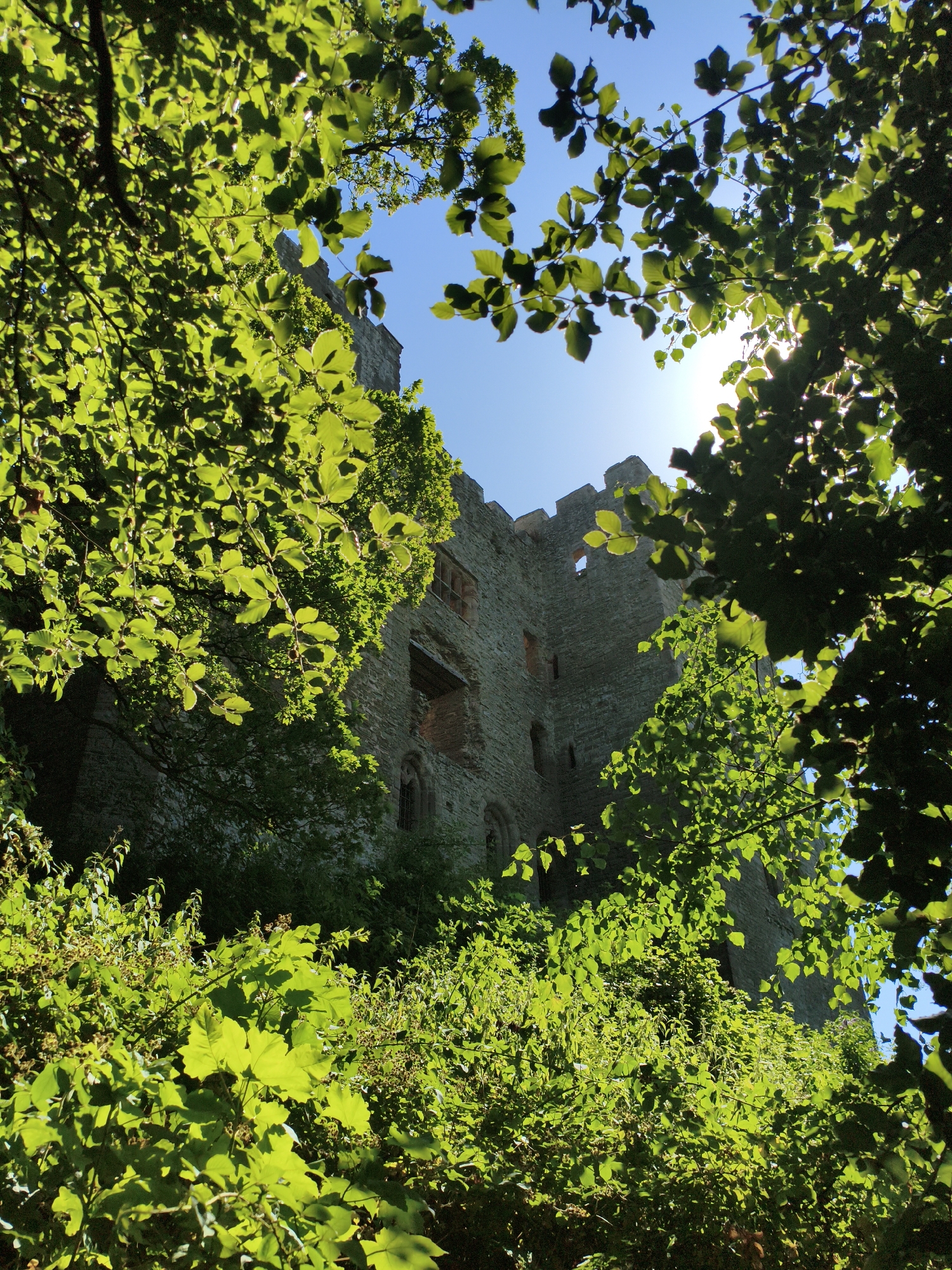 The image shows a view upwards through lush green foliage towards a stone castle under a bright blue sky. The castle walls are made of rough-hewn stone blocks, with several arched windows and crenellated battlements visible at the top. The sun is shining brightly, creating lens flare and silhouetting some of the leaves. The foliage in the foreground is dense and vibrant green, with some of the leaves backlit by the sun. The overall impression is one of a slightly overgrown, historic structure bathed in sunlight. This is likely Ludlow Castle in Ludlow, United Kingdom, a well-preserved medieval castle surrounded by gardens and woodlands.