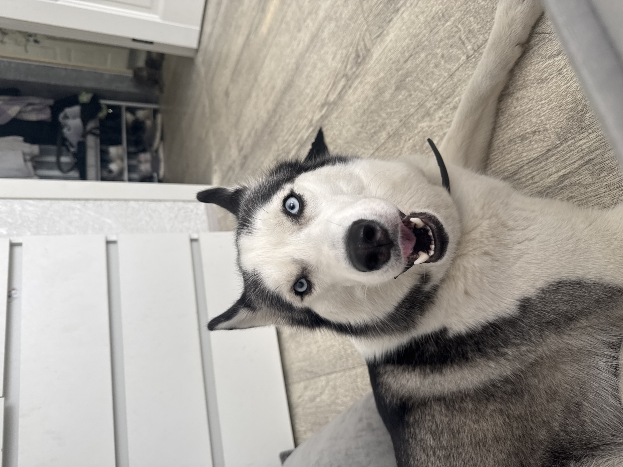The media file shows a close-up, portrait-style shot of a Siberian Husky lying on its back. The dog has striking blue eyes, white fur with black markings on its head and body, and its mouth is open, revealing its teeth and pink tongue. The dog appears to be looking directly at the camera with an alert and playful expression.
The setting appears to be indoors, on a light-colored wooden floor. To the left of the dog, a white door or cabinet is visible, with some vertical paneling. In the background, a glimpse of what looks like a closet or storage area can be seen, with various items, possibly clothing and bags, arranged on shelves. The lighting suggests it is daytime, with ambient light illuminating the scene.
The dog's pose and open mouth suggest it might be panting, playing, or reacting to something it sees. The overall emotion conveyed is one of liveliness and engagement. There is no visible text in the image. The location context of Tolyatti, Russia, does not provide any specific visual cues within the image itself.