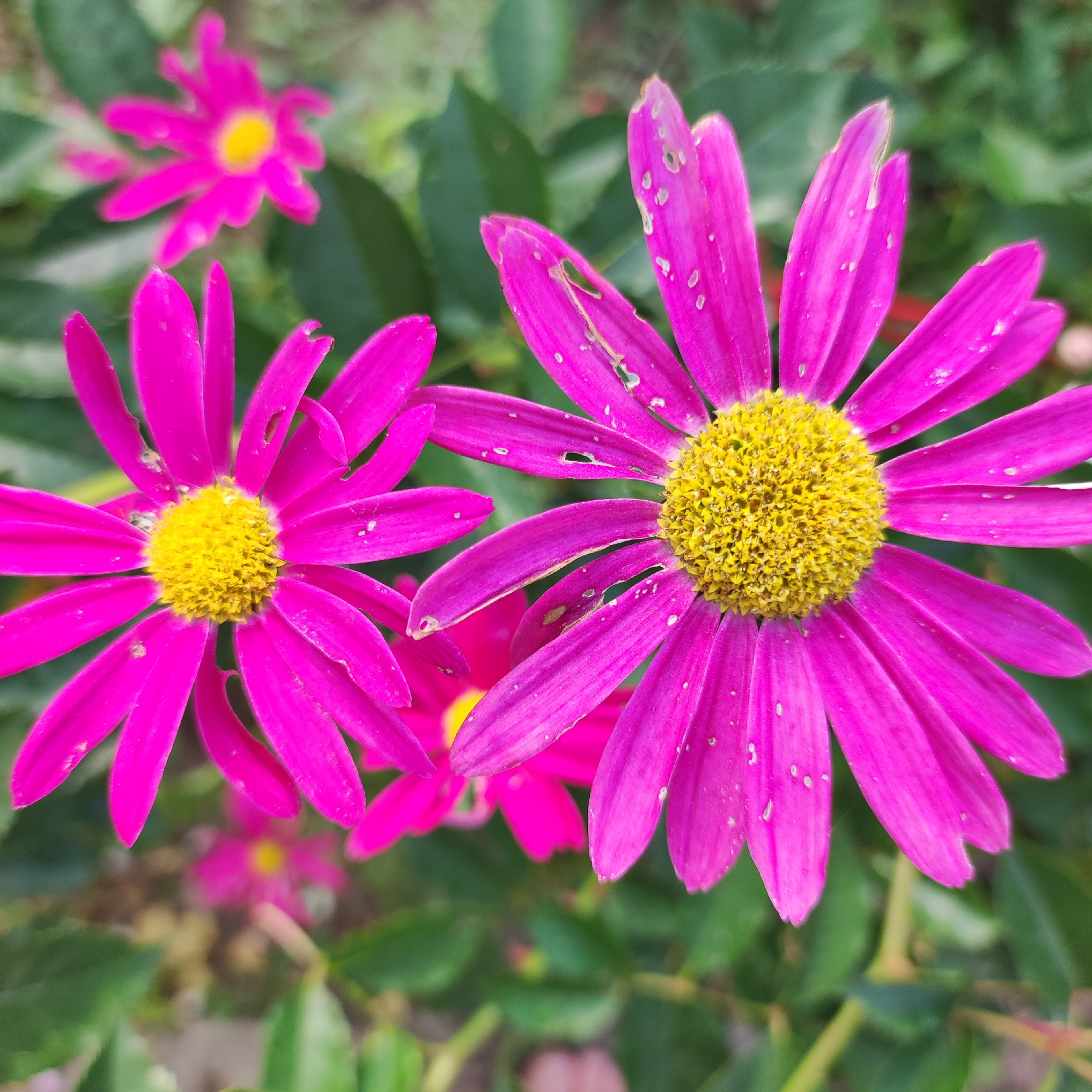 In the city of Navoloki, Russia, a close-up, eye-level shot focuses on two vibrant fuchsia-colored daisy-like flowers with bright yellow centers. The flower on the right is larger and more in focus, with its petals displaying some minor damage, including small holes and white flecks. To the left, a second, slightly smaller flower of the same type is visible, also in focus, with its petals intact. In the background, out-of-focus green foliage creates a soft, blurred backdrop. Further behind, a third, smaller fuchsia flower with a yellow center is present, but it is significantly blurred and out of focus. The lighting suggests an overcast or shaded environment, with no strong shadows visible. The scene appears to be an outdoor natural setting, likely a garden or park.
