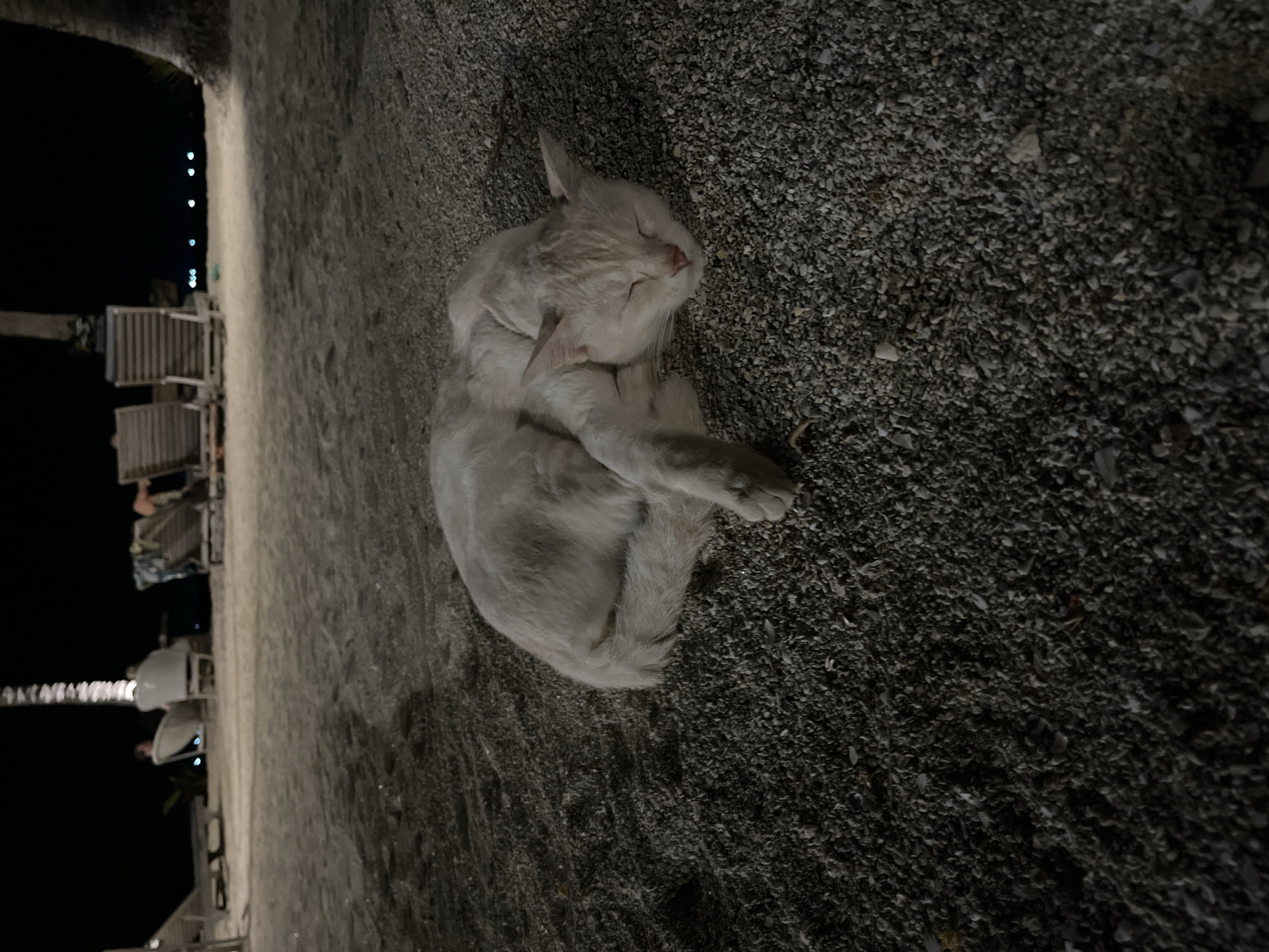 At night on a sandy beach in Legonipah, Indonesia, a light-colored cat sleeps curled up on the gravelly ground. In the background, out-of-focus beach chairs and people are visible, with lights from a nearby area illuminating the scene. Palm trees are also present.