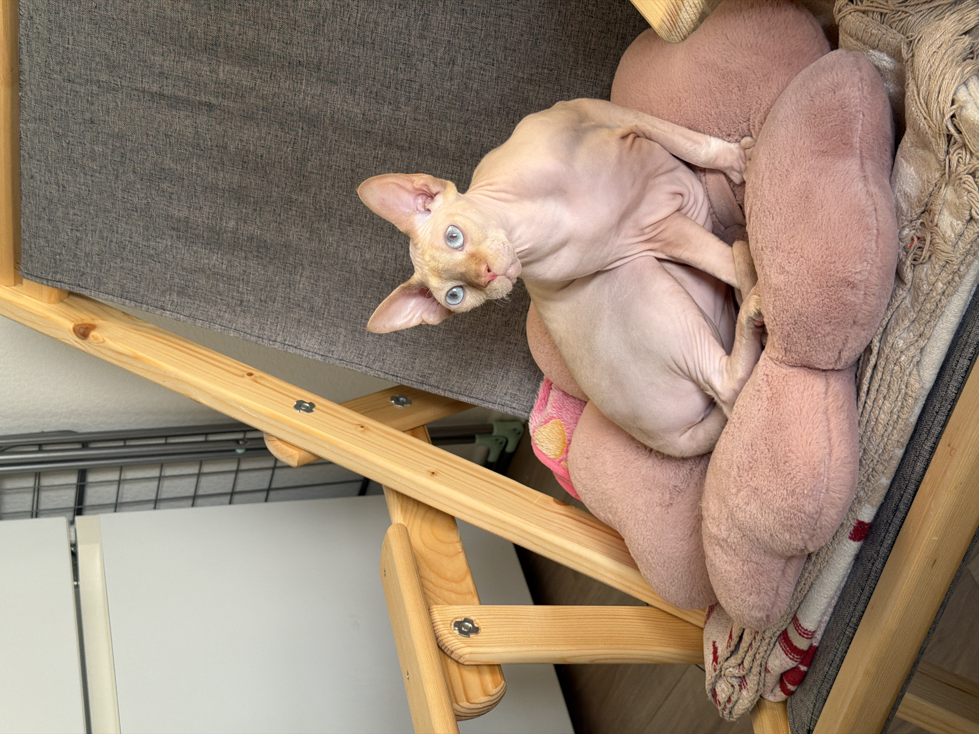 The image depicts an indoor scene featuring a Sphynx cat situated on a chair. The primary subject is a cream-colored, hairless Sphynx cat with striking bright blue eyes, large ears, and a pink nose, looking towards the viewer's left. The cat is seated on multiple pink, plush, heart-shaped pillows, which are placed on top of a patterned blanket with red stripes and fringes, all resting on a grey fabric seat. The chair itself has a light-colored wooden frame, visible with several metal fasteners and joints, suggesting a folding or adjustable design. In the background to the left, a tall white appliance or piece of furniture, possibly a refrigerator or cabinet, is partially visible. Behind the chair, further back, a metal grid shelving unit or rack is discernable against a light-colored wall. No individuals are present in the image. There is no visual information within the image to indicate its location in the city of Saint Petersburg, Russia, or any specific geographical region.