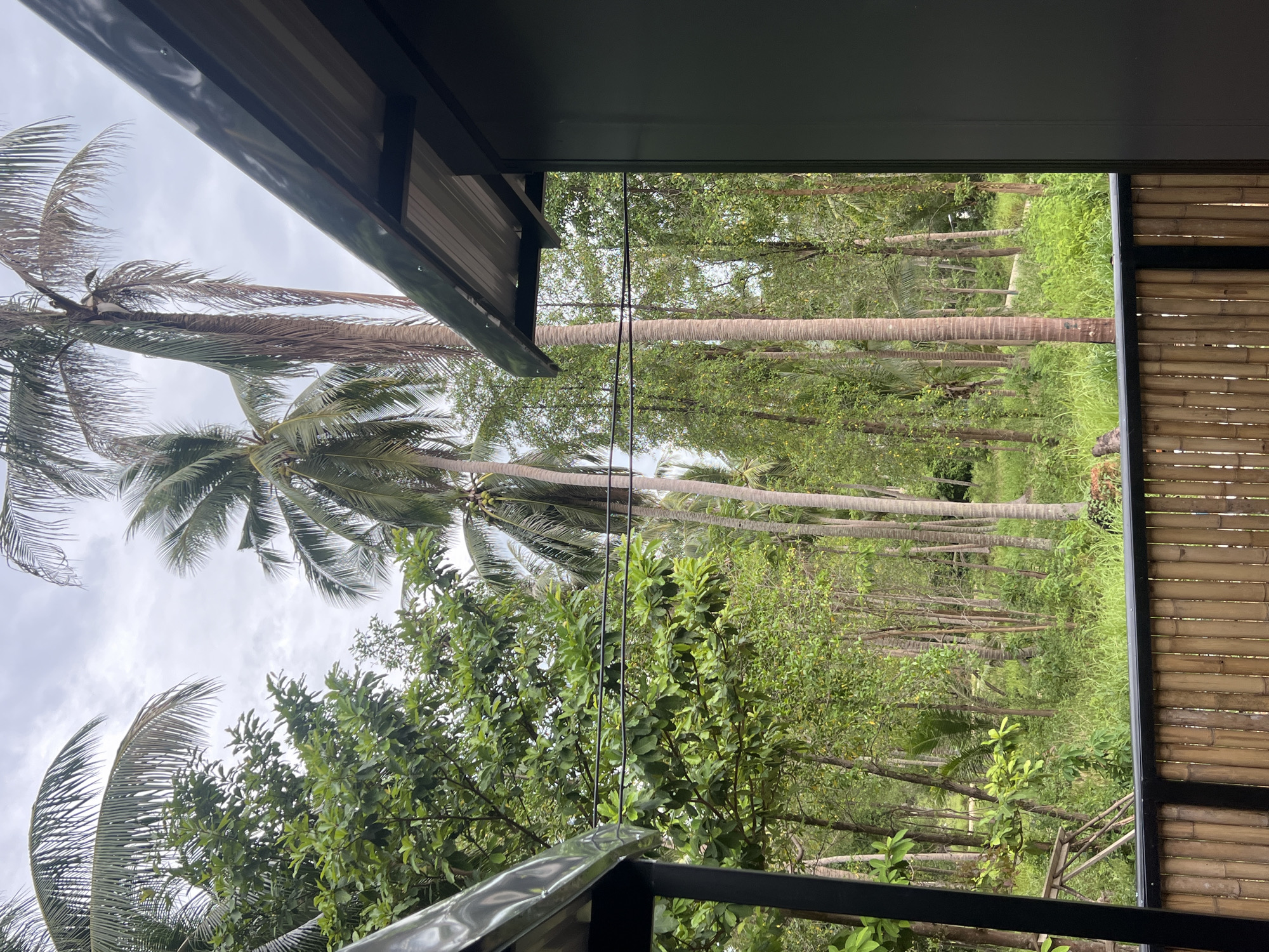 The image captures a view from a covered balcony or porch looking out onto a lush, tropical landscape in Ko Pha-ngan District, Thailand. The foreground is dominated by a dark, overhang structure, likely part of the building. To the right, a wall constructed of horizontal bamboo poles is visible, offering a rustic texture.
The main subject is the dense greenery outside. Numerous tall, slender coconut palm trees are interspersed with other trees and thick vegetation, creating a vibrant, verdant scene. The fronds of some palms are visible in the upper left, their feathery texture contrasting with the smooth trunks of the trees. A pathway or clearing can be vaguely discerned in the distance, leading through the foliage.
The sky above is overcast with scattered clouds, suggesting a humid or potentially rainy day typical of tropical climates. The lighting is soft and diffused, with no harsh shadows, indicating it is likely daytime, possibly morning or late afternoon. There are no people or specific activities depicted in the scene; it is a static view of the natural environment. The overall mood is peaceful and serene, evoking a sense of being immersed in nature. No text is visible in the image.