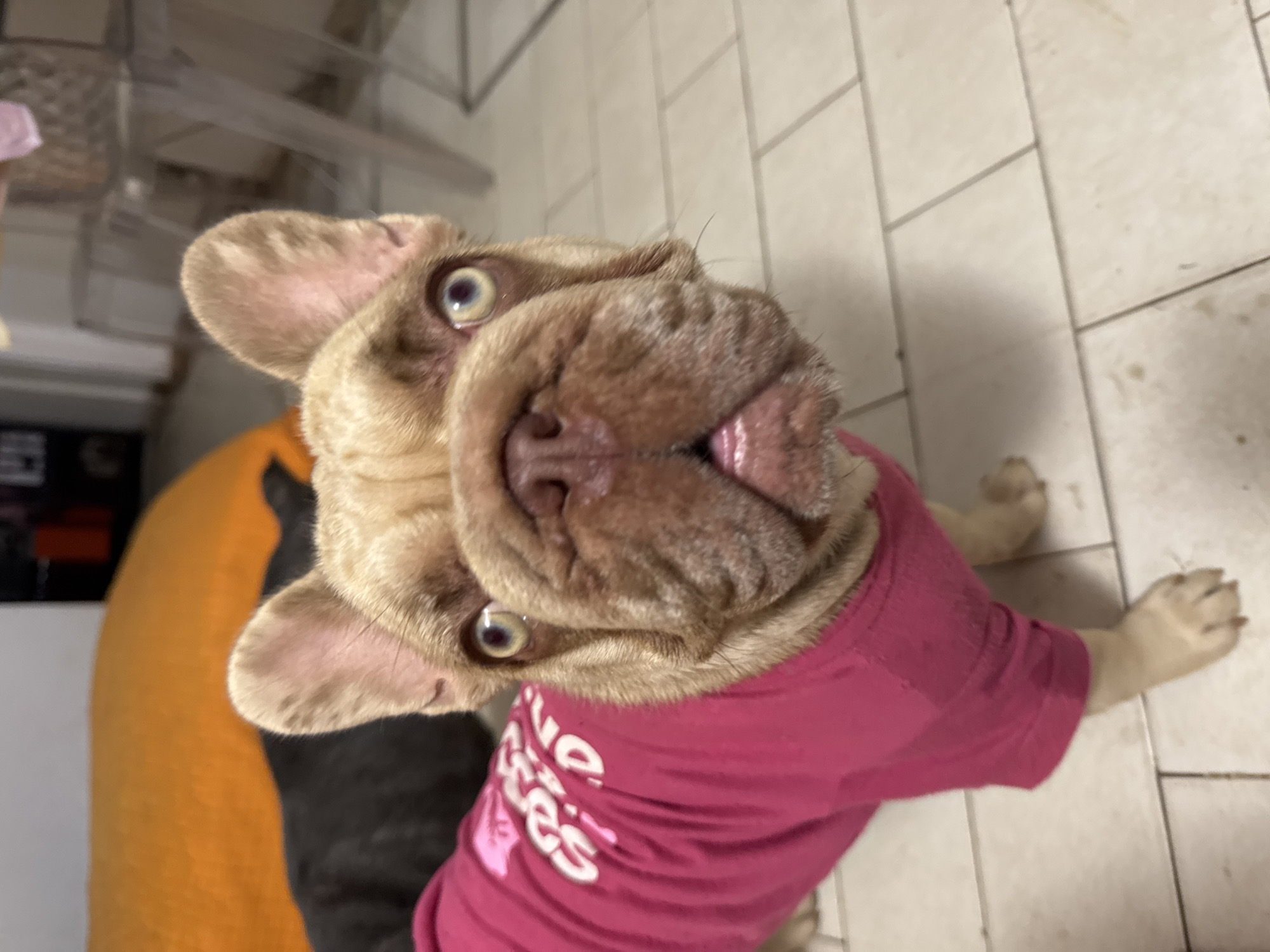 The image shows a close-up, high-angle view of a fawn-colored French Bulldog wearing a bright pink t-shirt. The dog's head is tilted back, and its large, expressive eyes are looking directly at the camera. Its mouth is slightly open, revealing a pink tongue. The dog has characteristic flat, wrinkled facial features and large, erect ears with pink undersides. The t-shirt the dog is wearing has white text printed on it. The visible text reads "Cute as a Button".
The background appears to be an indoor setting with light-colored tiled flooring. To the left of the dog, there is a portion of what looks like an orange dog bed or cushion, and behind that, a dark gray furry object, possibly another pet. In the upper left corner, out of focus, there are some metallic shelves and a hint of a pink object. The lighting suggests it is daytime. The dog's expression appears alert and perhaps a bit curious or playful. The overall impression is a pet portrait.