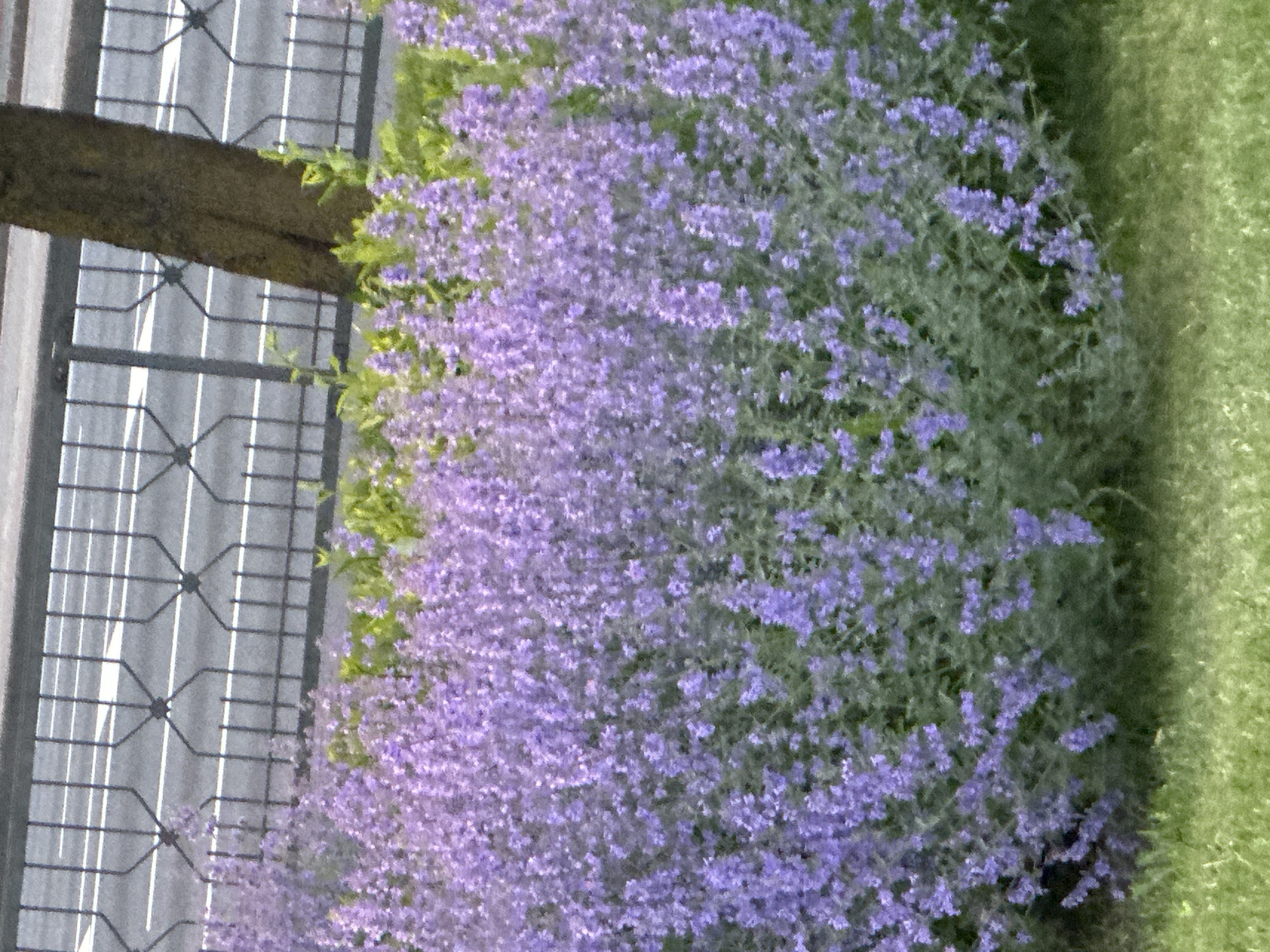 The image displays an outdoor scene dominated by a large, dense bush of purple flowers in the midground, with green grass in the foreground. The flowers are small and numerous, creating a textured mass of light purple blooms interspersed with green-grey foliage. Behind the flowering bush, a dark grey metal fence acts as a boundary. This fence features a distinctive design with interconnected X-shaped elements in its upper portion and vertical bars below. Beyond the fence, a paved road of grey asphalt is visible, marked with several white, horizontal lines. On the right side, a portion of a brown-grey tree trunk stands behind the fence, partially obscured by the foliage. The lighting suggests daytime conditions. No individuals, vehicles, or specific human activities are visible. The precise location within the city of Minsk, Belarus, cannot be identified from the visual information provided.