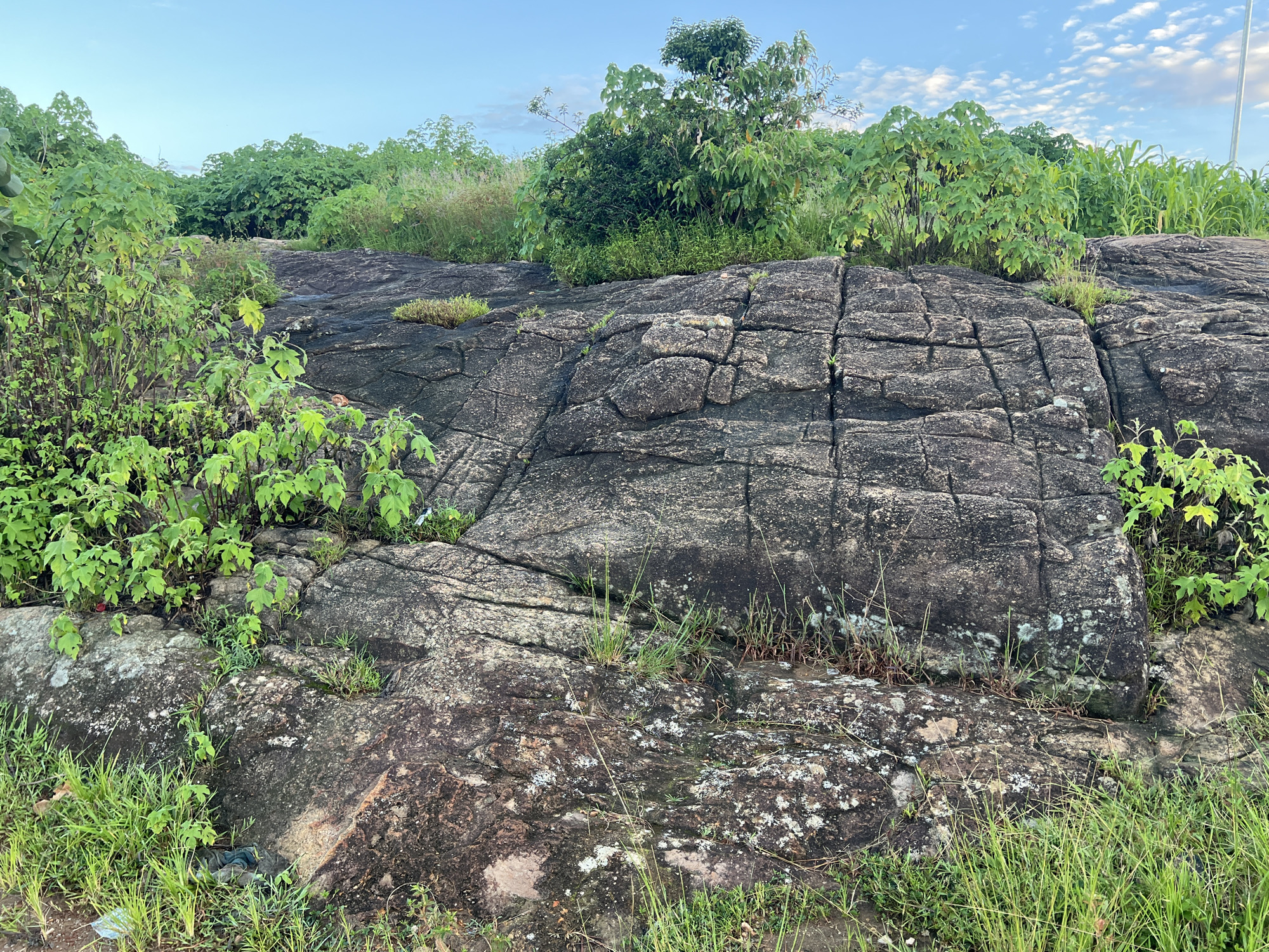 This is an outdoor, eye-level, wide shot of a natural landscape with a large, cracked, dark grey rock formation in the foreground. The rock is covered in patches of lichen and has thin green grass growing in its crevices. Lush green foliage, including bushes with broad leaves and tall grasses, surrounds the rock formation on the left and top. In the background, more dense green vegetation, possibly crops such as corn, is visible. The sky above is a pale blue with scattered white clouds. The scene appears to be a natural area on the outskirts or in a less developed part of the city of Jos, Nigeria, characterized by rocky terrain and abundant plant life. There are no people or animals visible in the image. The lighting suggests it is either early morning or late afternoon.