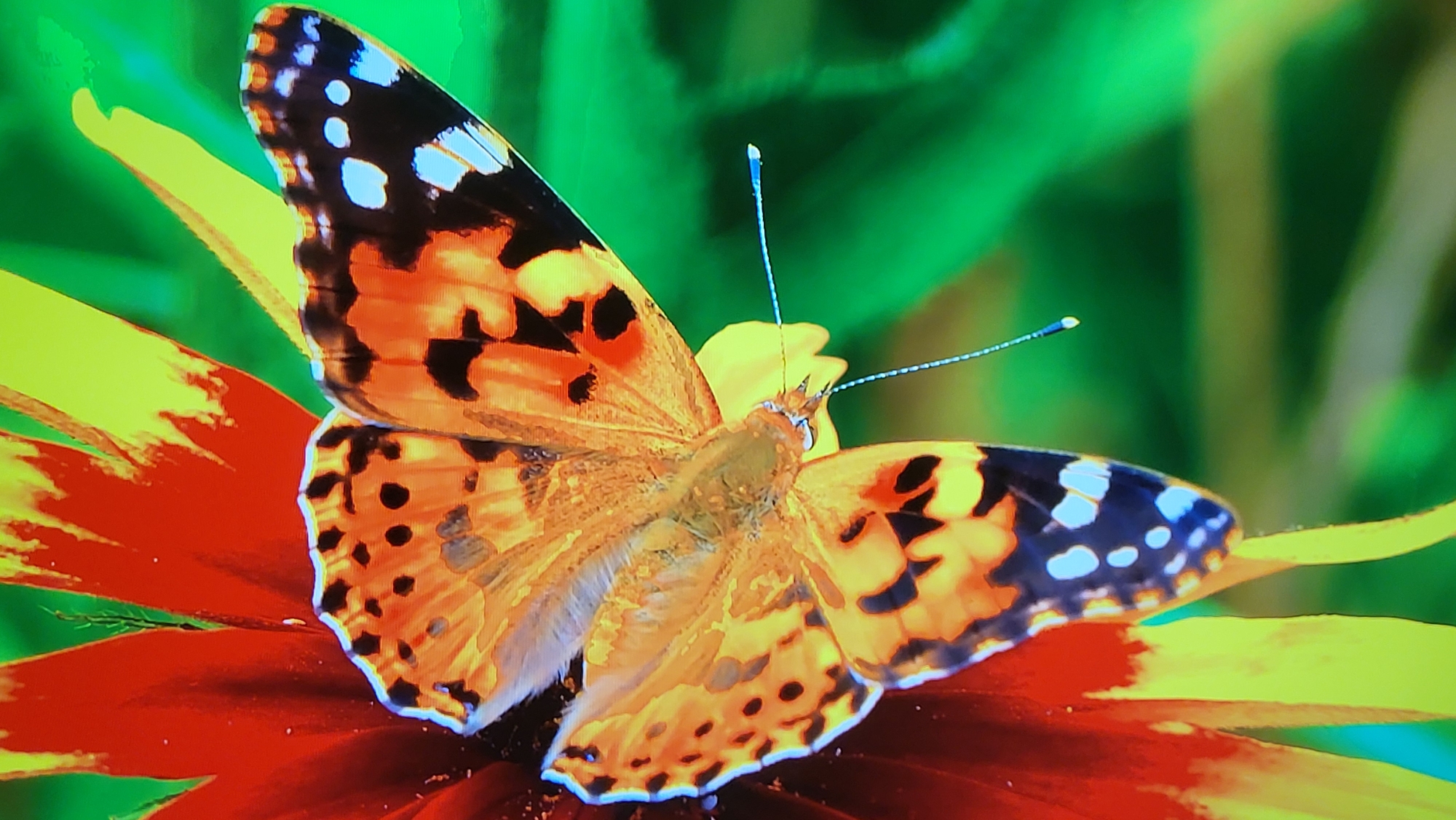 A painted lady butterfly is resting on a flower. The butterfly's wings are primarily orange and black, with white and blue spots near the edges. The flower has red petals with yellow tips, and the background is a blurred green. This image does not contain enough information to reliably place it in Yerevan, Armenia, or to provide details about people, interactions, or actions.