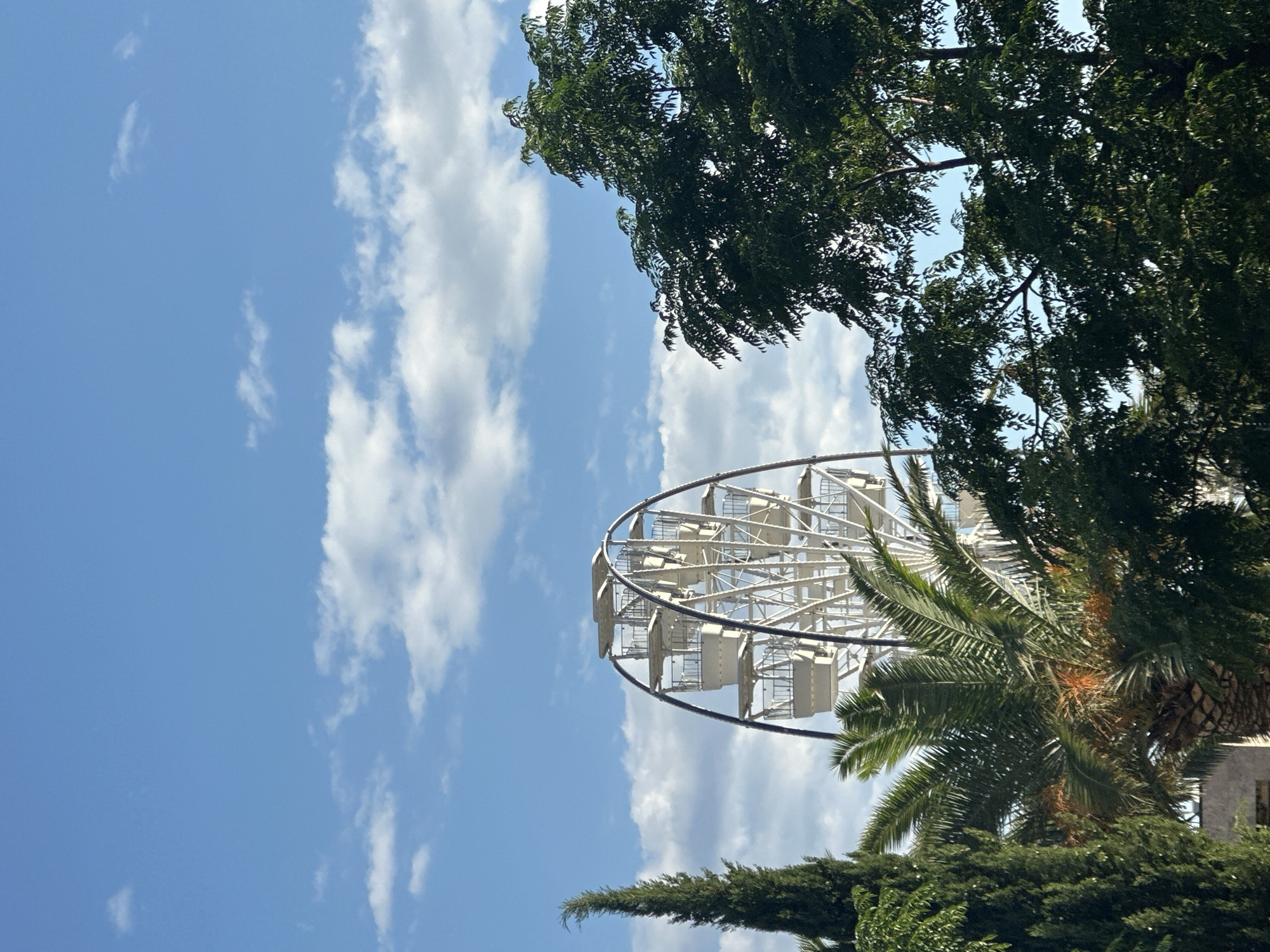 The image captures a Ferris wheel in the city of Budva, Montenegro, set against a bright blue sky with scattered white clouds. The Ferris wheel is white with arched supports and several gondolas. To the left of the Ferris wheel, a tall, dark green evergreen tree is visible, along with a palm tree with lush green fronds in the foreground. To the right, a large, dense green tree fills a significant portion of the frame, obscuring some of the Ferris wheel and the sky. The scene appears to be outdoors during daylight.