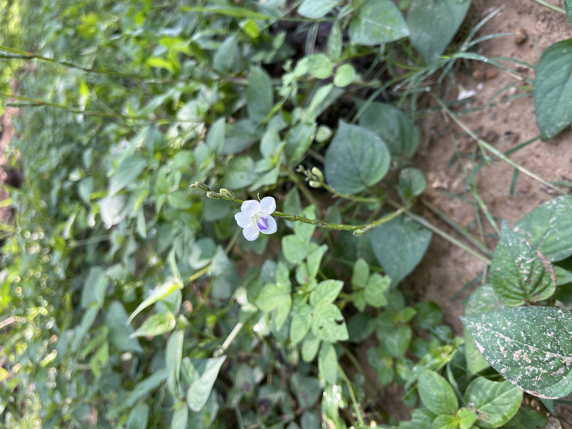 A close-up, shallow depth of field photograph shows a single, small white flower with purple markings on its petals, growing on a thin, green stem. The flower is in the center of the frame, surrounded by lush green foliage. The leaves are varied in size and shape, some appearing broad and rounded, while others are more slender and pointed. The ground beneath the plants is visible as sandy soil, with scattered dry leaves and thin blades of grass. The overall setting appears to be a natural, outdoor environment. There are no people or animals present in the image. The location is identified as Durian, Indonesia.