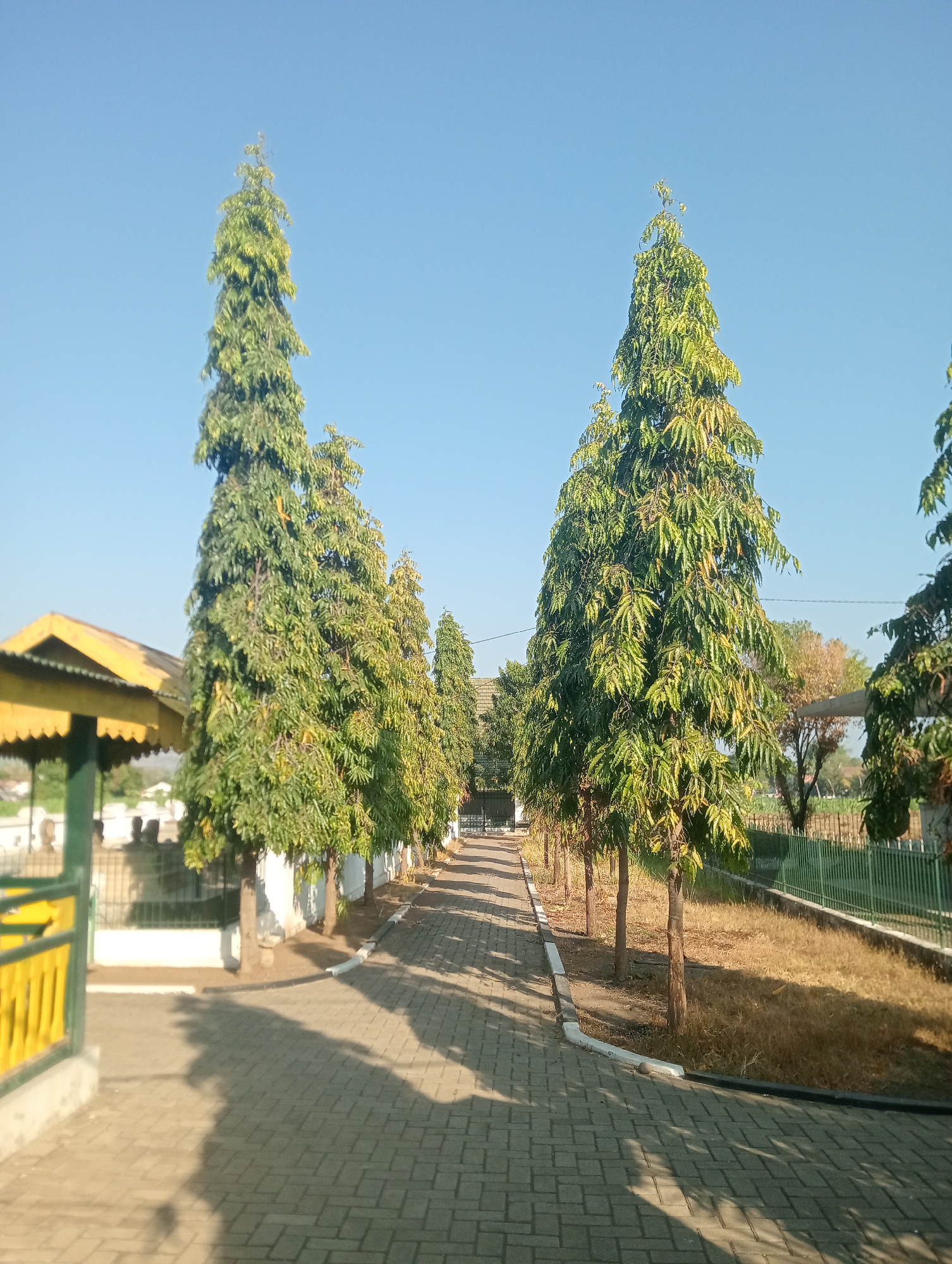 The image depicts a tree-lined pathway in Bloro, Indonesia. Tall, slender evergreen trees with dense foliage, casting long shadows, flank a paved walkway made of interlocking bricks. The pathway leads towards a structure with a yellow, sloped roof and green pillars, partially visible on the left side of the frame. A green metal fence runs along the right side of the pathway, bordering dry, brown grass. The sky is a clear, bright blue, indicating a sunny day. The scene appears serene and well-maintained, possibly a public park or the grounds of a government building.