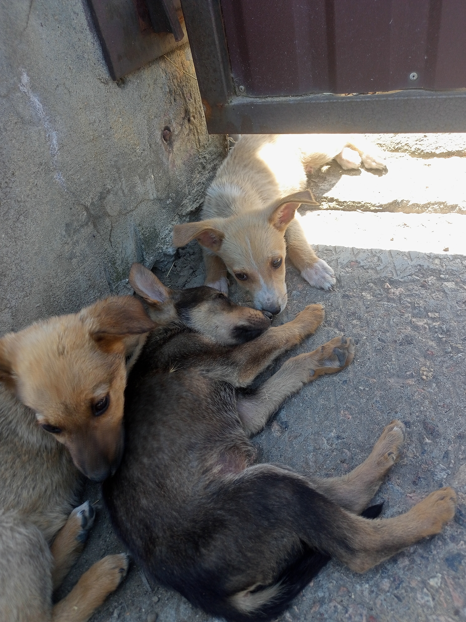 In Shabo, Ukraine, three puppies are resting on a concrete surface near a metal structure, possibly a gate or door. Two of the puppies are lying down close together, with one on its back and the other curled up beside it. The third puppy is lying on its side, looking towards the other two. The concrete ground appears worn and cracked, and there is a shadow cast from the metal structure. The lighting suggests it is daytime, with sunlight illuminating parts of the scene.