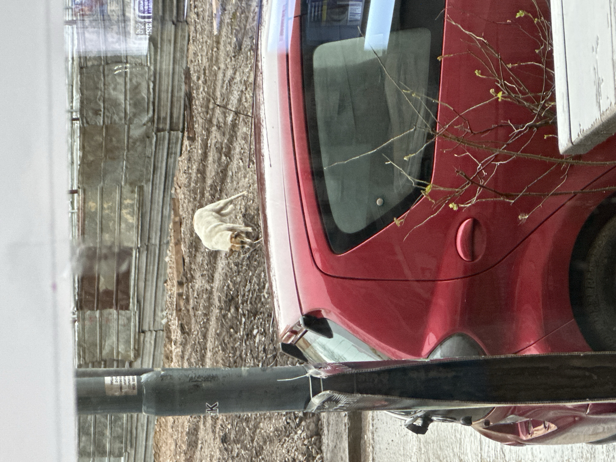 A horizontally-oriented medium shot shows a red car parked next to a gray pole with a white sign in front of a gravel area with a dog lying on it. The background includes a weathered gray brick wall. Some tree branches are positioned to the right of the car. The scene is in Sofia, Bulgaria, identified from the Cyrillic inscription on the pole. The sign on the pole is also in Cyrillic.