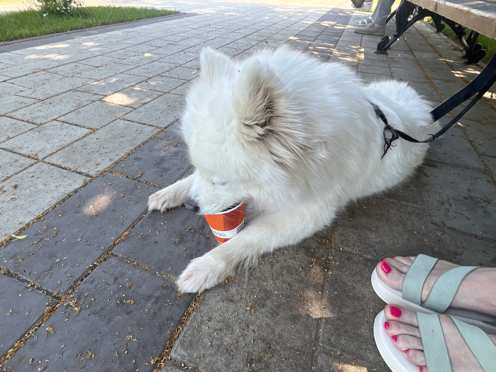 In an outdoor setting, a fluffy white Samoyed dog lies on a paved walkway, resting its head on an orange and white paper cup. The dog is wearing a black harness with a leash attached. In the foreground, a pair of light green sandals with white soles are visible, revealing a person's feet with bright pink toenail polish. The walkway is made of rectangular grey pavers with scattered dry leaves. To the left of the walkway, a strip of green grass is visible. In the background, a dark metal bench with a wooden seat is partially visible, with a person's legs and feet in light-colored sandals seated on it. The lighting suggests it is daytime, with dappled sunlight casting shadows on the pavement.