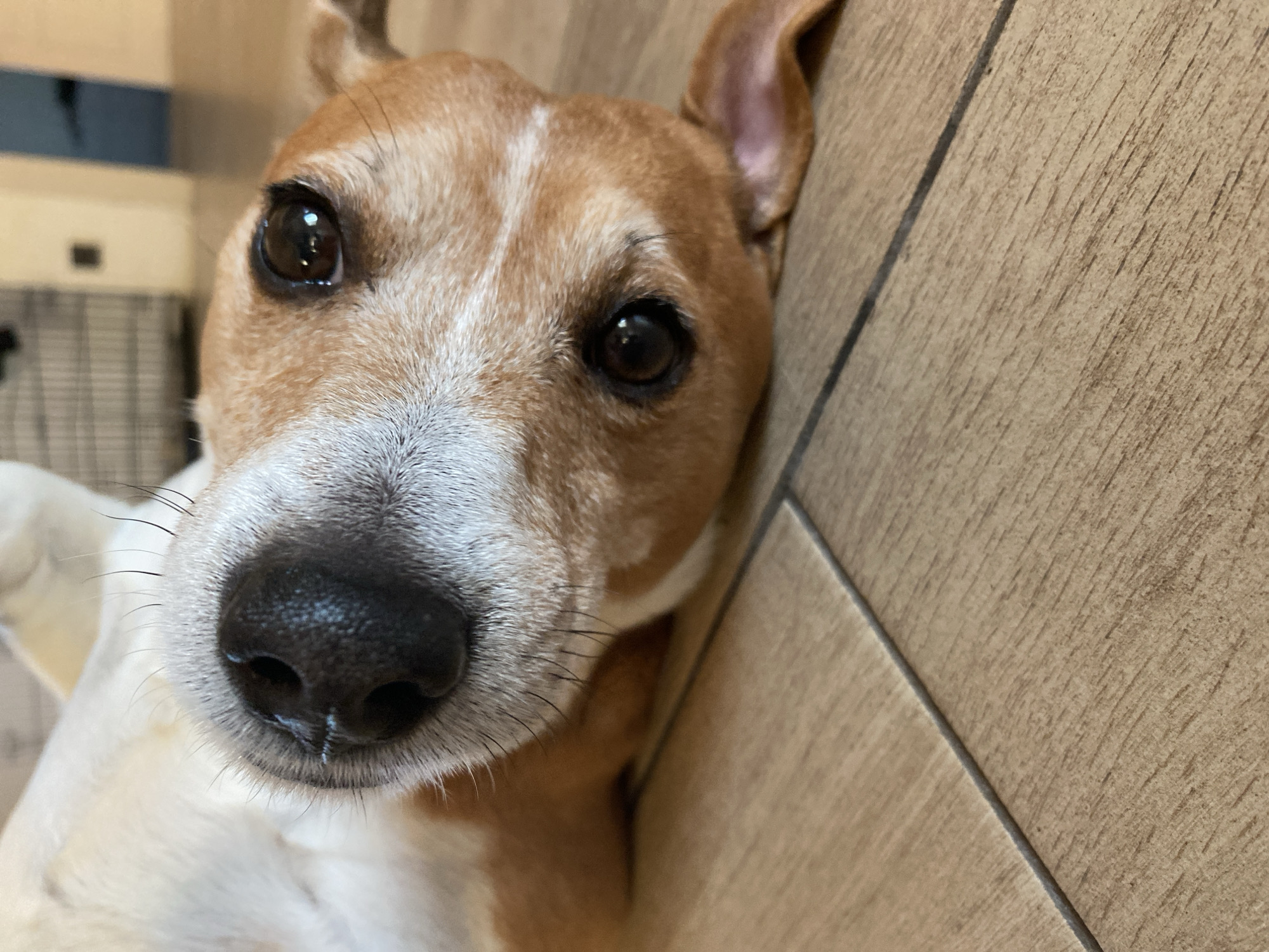 A close-up shot shows a Jack Russell Terrier's face. The dog has brown and white fur, with a large black nose and dark eyes. The dog is lying on a light brown wooden floor with planks. The background is slightly out of focus, showing a wall or other furniture. There is no information available in this image to identify the location as Chaikovsky, Russia. The image focuses on the dog's facial features.