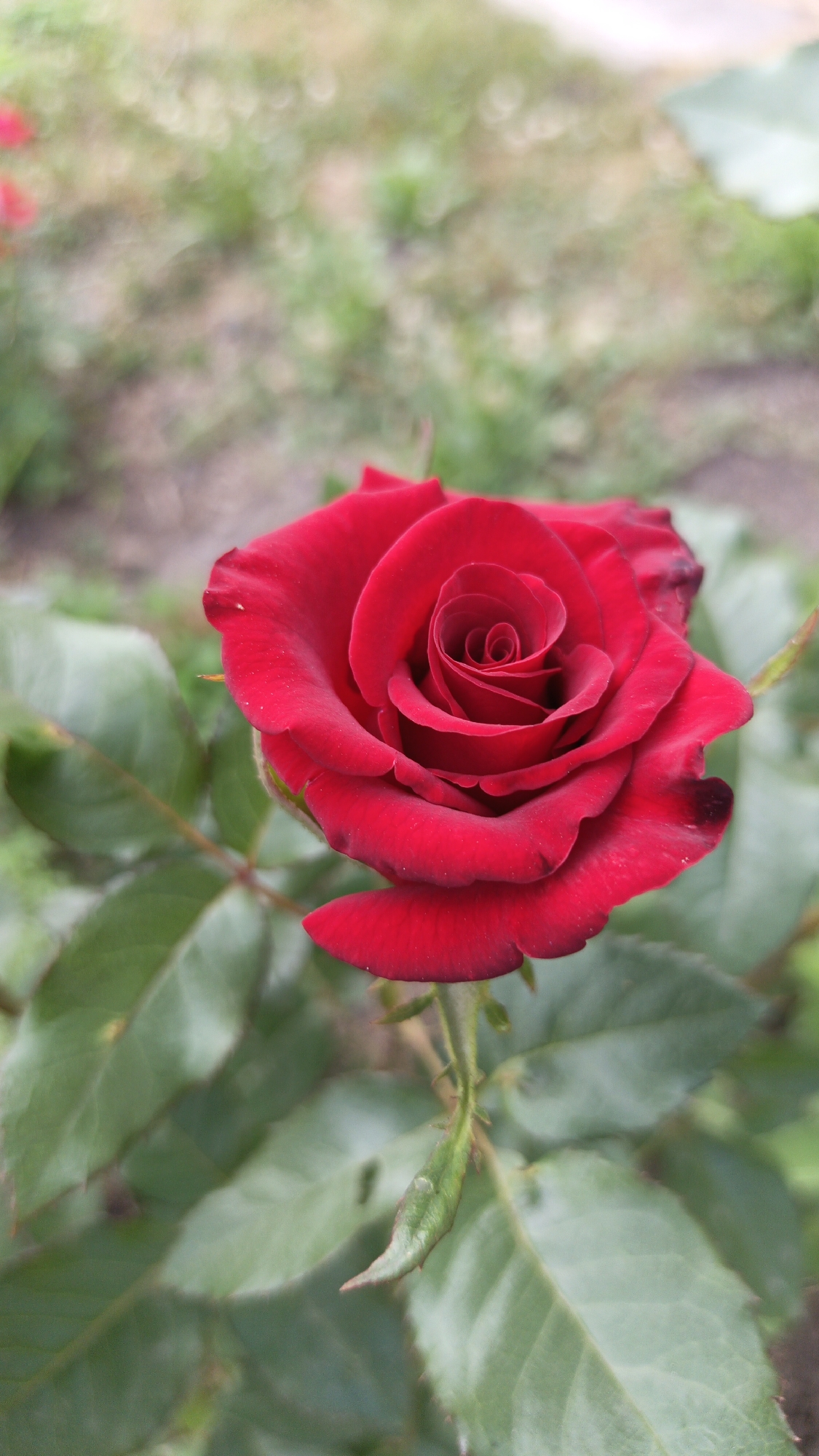 A single, vibrant red rose is captured in a close-up shot, its velvety petals unfurling in a delicate spiral. The rose is the central subject, positioned slightly to the right of the frame, with its bloom facing the viewer. The background is a soft blur of green foliage and earthy tones, suggesting an outdoor garden setting. The leaves of the rose bush are a deep green, some catching the light and appearing glossy, while others are more muted. The stem of the rose is visible, featuring small thorns. The overall impression is one of natural beauty and vibrant color. The location is Unknown, Unknown.