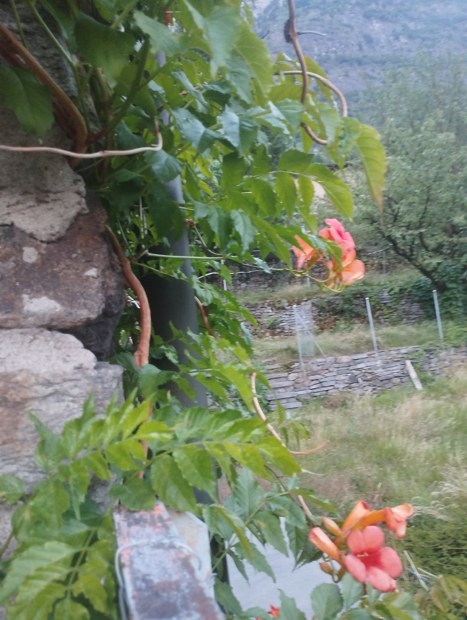 The image shows a close-up of a vine with green leaves and orange trumpet-shaped flowers, climbing on a stone wall. The vine is the main subject, with its tendrils and leaves filling the foreground and mid-ground. The stone wall is visible on the left side of the image, appearing rough and weathered. In the background, there is a blurred landscape with more greenery, trees, and a distant hillside. There are also hints of a terraced structure made of stone and some metal posts, suggesting an outdoor garden or natural setting. The lighting suggests it might be daytime, possibly late afternoon or early evening, given the somewhat soft light. There is no visible text in the image. The overall mood is natural and serene, focusing on the beauty of the plant life.