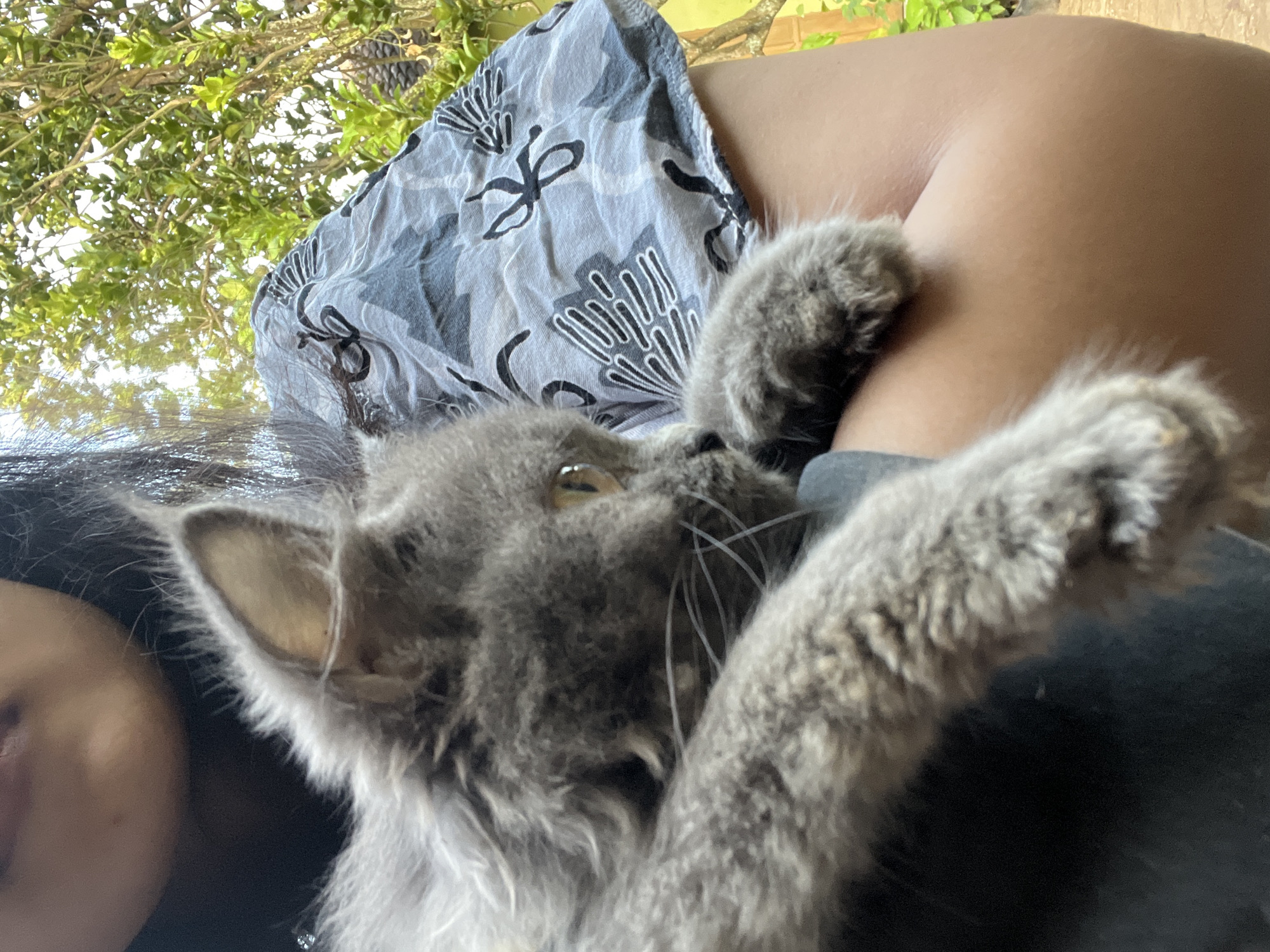 The image shows a person holding a fluffy gray cat outdoors. The person's face is partially visible at the top of the frame, with dark hair framing their features. They are wearing a patterned shirt in shades of gray and black. The cat is looking to the right, with its paws resting on the person's arm. The background features lush green foliage and trees, suggesting a natural or garden setting. The overall lighting indicates it is daytime. The image does not contain any identifiable landmarks or contextual clues to specify a location within Glagah Kulon, Indonesia.