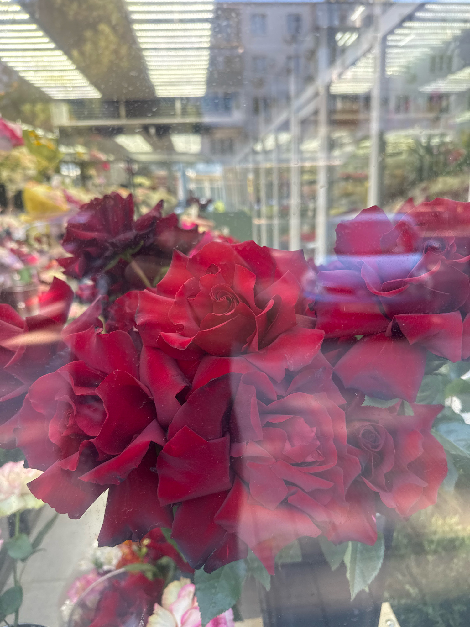 A close-up, slightly out-of-focus shot captures a bouquet of deep red roses, viewed through a window pane. The roses are in various stages of bloom, with some fully open and others still tightly furled. Their velvety petals are deep crimson, with some appearing almost black at the edges. The window reflects the interior of a shop, possibly a flower shop, with ceiling lights visible and the blurred shapes of other floral arrangements and buildings in the background. There are small water droplets on the window pane, adding to the slightly distorted, impressionistic quality of the image. The overall impression is one of lush, rich beauty, softened by the translucent barrier of the glass. The location is the city of Anapa, Russia.