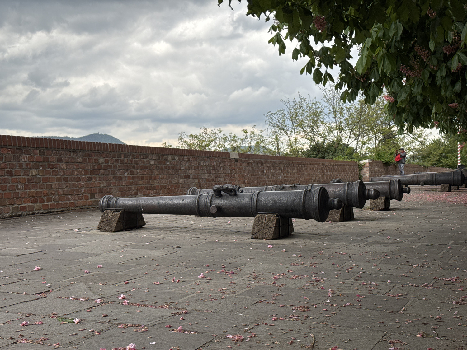The image captures an outdoor historical setting, likely a fortified wall or viewpoint, in Budapest, Hungary, under an overcast sky. In the foreground, a stone-paved ground is covered with numerous scattered pink and red petals, suggesting spring or early summer.
Dominating the midground is a row of four large, dark, antique cannons, made of metal, resting on sturdy wooden block stands. They are aligned parallel to each viewer, pointing towards the left of the frame. The cannons are heavy-looking and appear to be made of cast iron or bronze, typical of historical artillery.
Behind the cannons, a long, rustic red brick wall with an uneven top edge stretches horizontally across the scene. Beyond the wall and to the right, dense green foliage from trees with lush leaves and some pink blossoms overhangs the upper right corner of the frame.
Further in the background, past the wall and trees, a distant hill or mountain is visible under the cloudy sky, with a small, indistinct structure (possibly a tower or building) perched on its summit.
On the far right, near the end of the brick wall, a person is partially visible. They are wearing a dark outfit and a prominent red backpack or carrying a red item, appearing to be observing the distant landscape or surroundings.
The light is soft and diffused due to the heavy cloud cover. No visible text is present in the image.