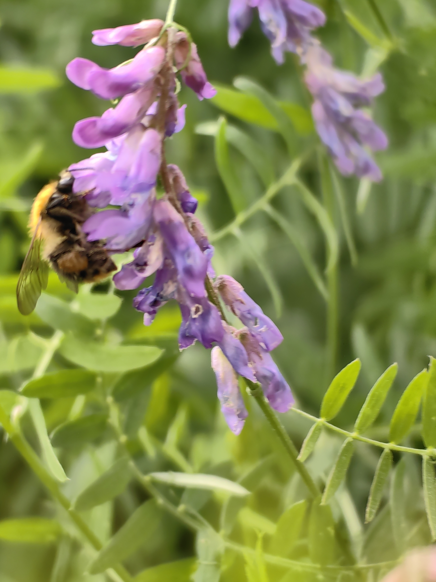 A close-up, slightly blurred image shows a bumblebee on a cluster of small purple flowers. The bumblebee, with its distinctive black and yellow stripes, is positioned on the left side of the frame, with its body facing to the right and its head towards the flowers. Its wings are visible and appear to be slightly translucent. The flowers are delicate, with a pea-like shape, and are arranged in a raceme. They exhibit shades of purple and pink, with some appearing slightly wilted. The background is a soft blur of green foliage, suggesting an outdoor environment. The lighting is diffused, creating a gentle atmosphere. The image appears to be a macro shot, focusing on the interaction between the insect and the flora. The specific location within Minsk, Belarus, cannot be determined from the visual information provided.